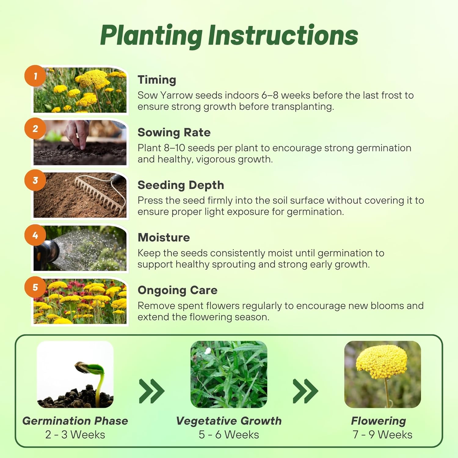 Yellow Yarrow Parker Planting Directions