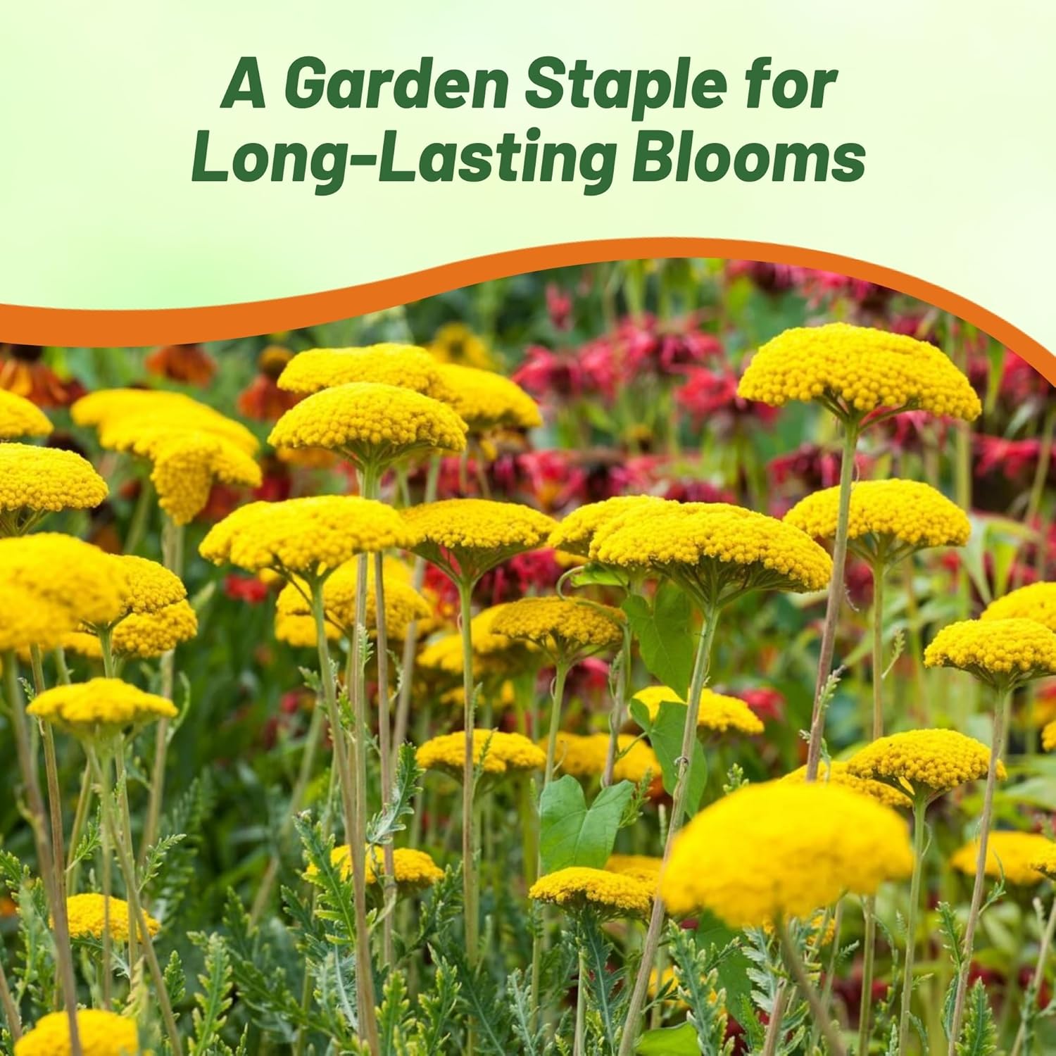 Perennial Yellow Yarrow Parker Seeds