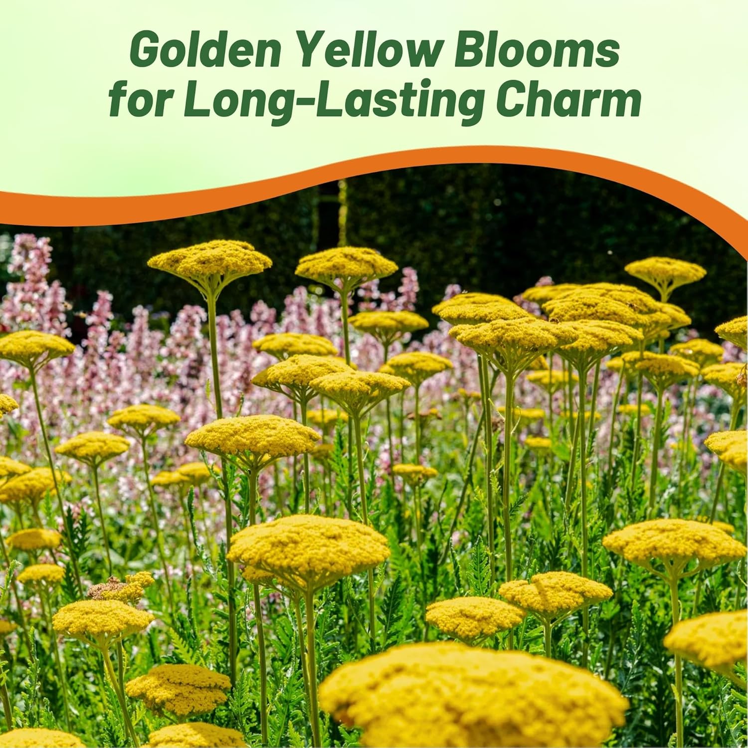 Yellow Yarrow Parker Flower Garden