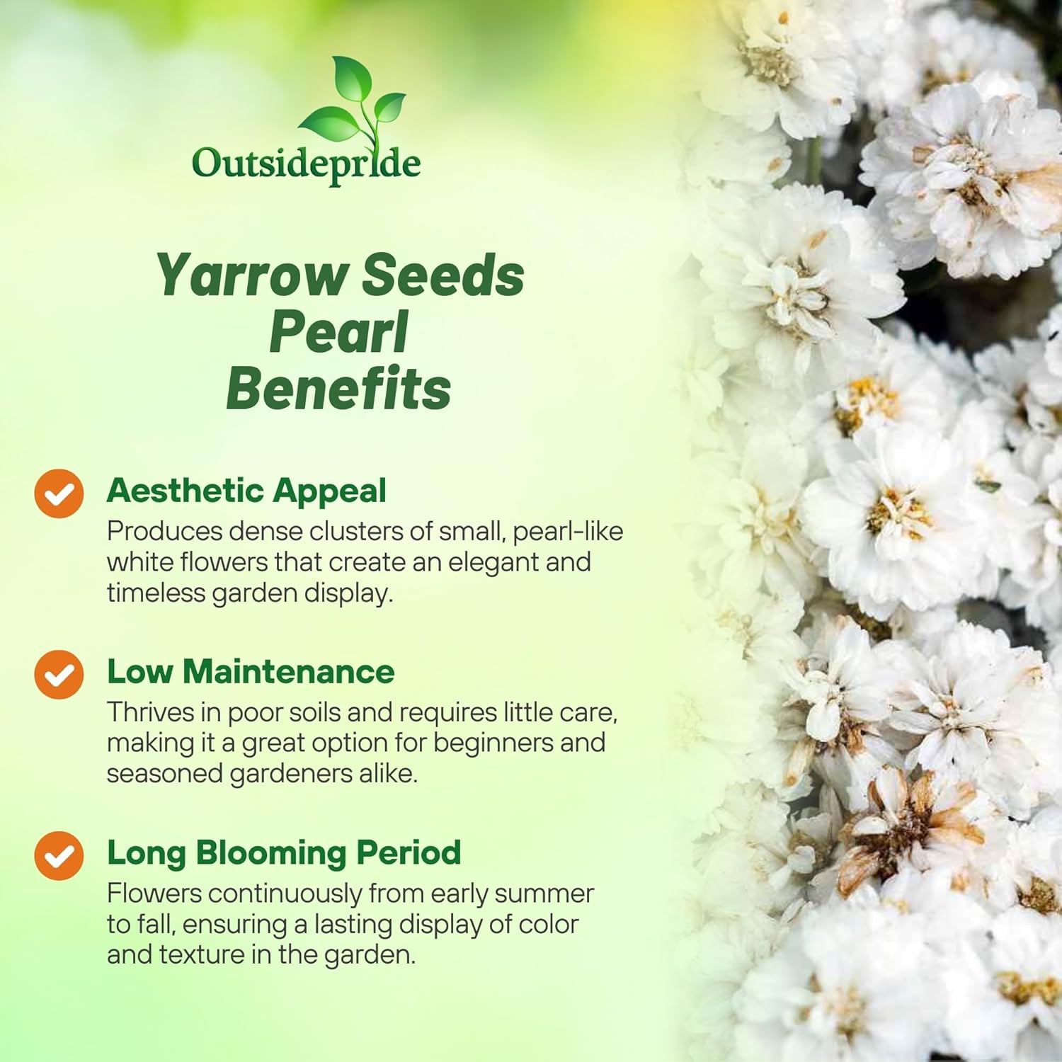 Yarrow Pearl Cut Flowers