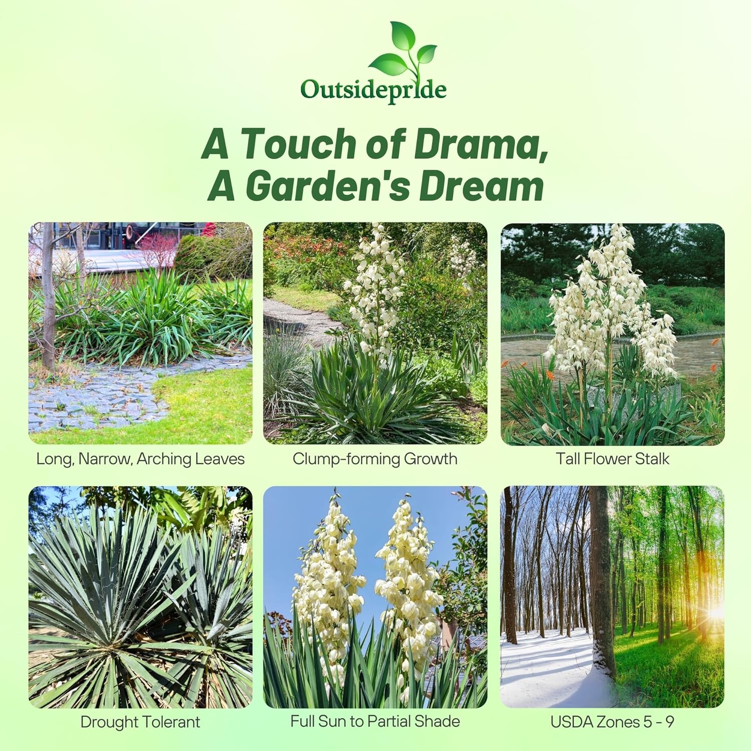 Adam's Needle Yucca Plants