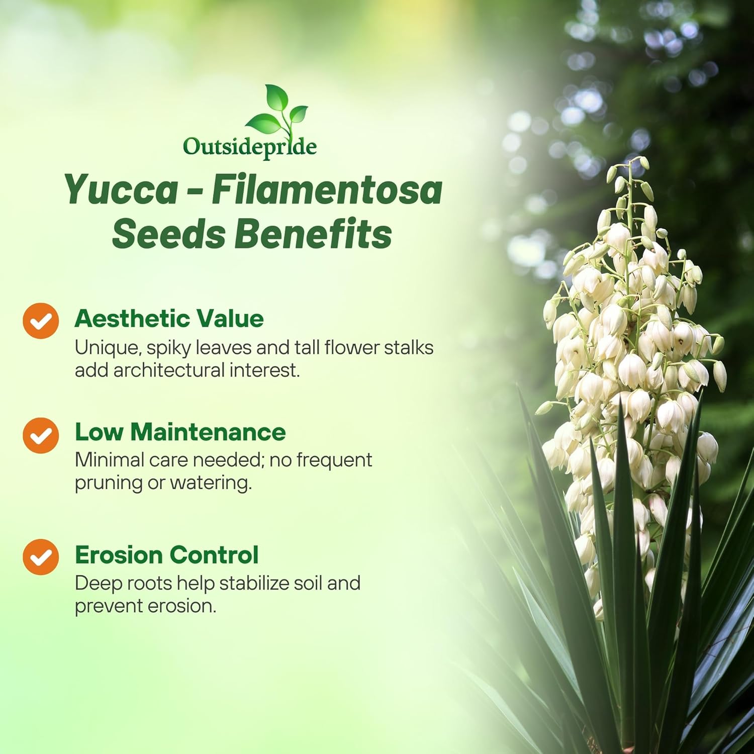 Drought Tolerant Adam's Need Yucca