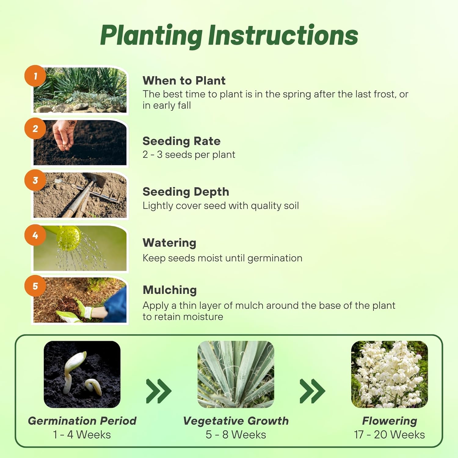 Yucca Filamentosa Seed Planting Directions