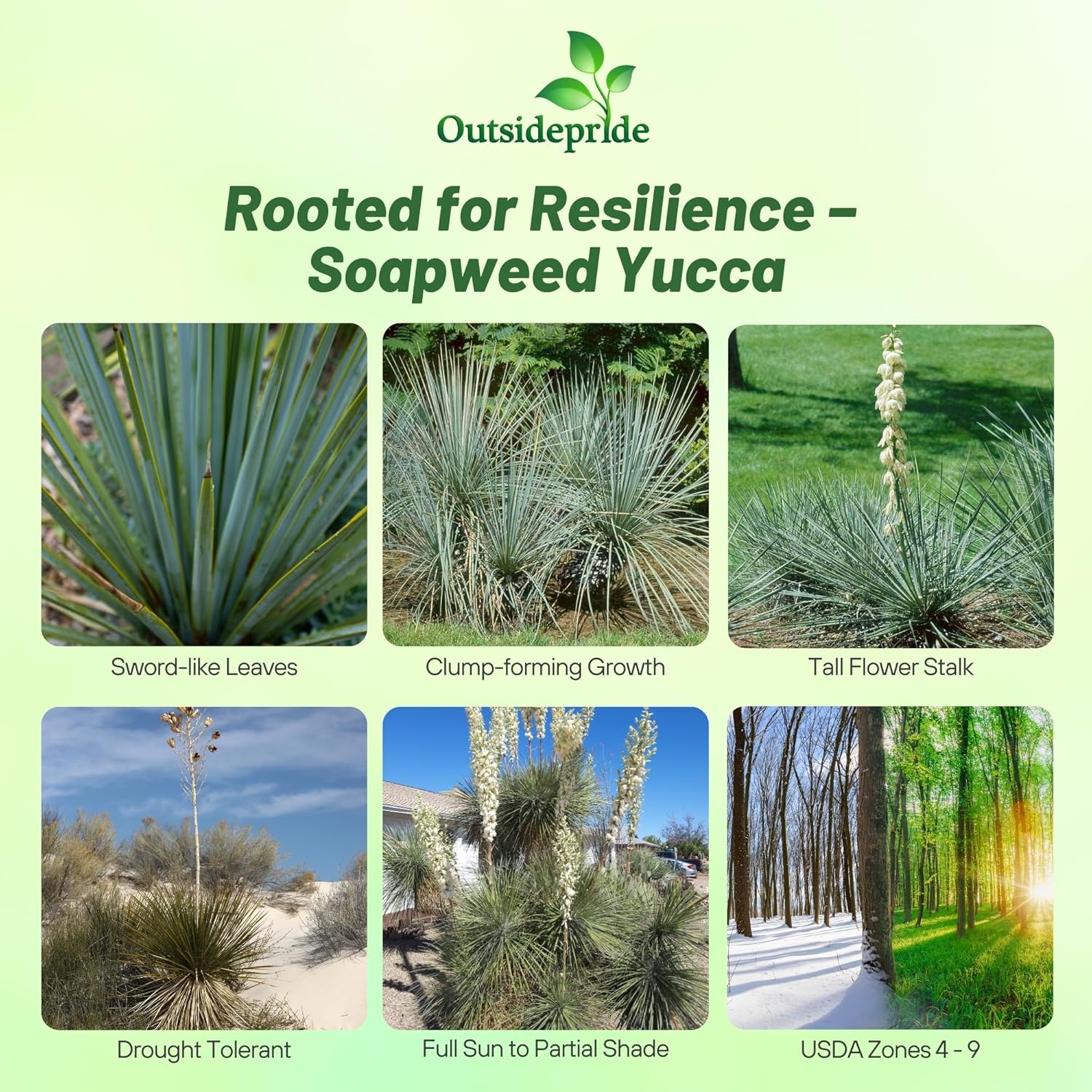 Soapweed Yucca