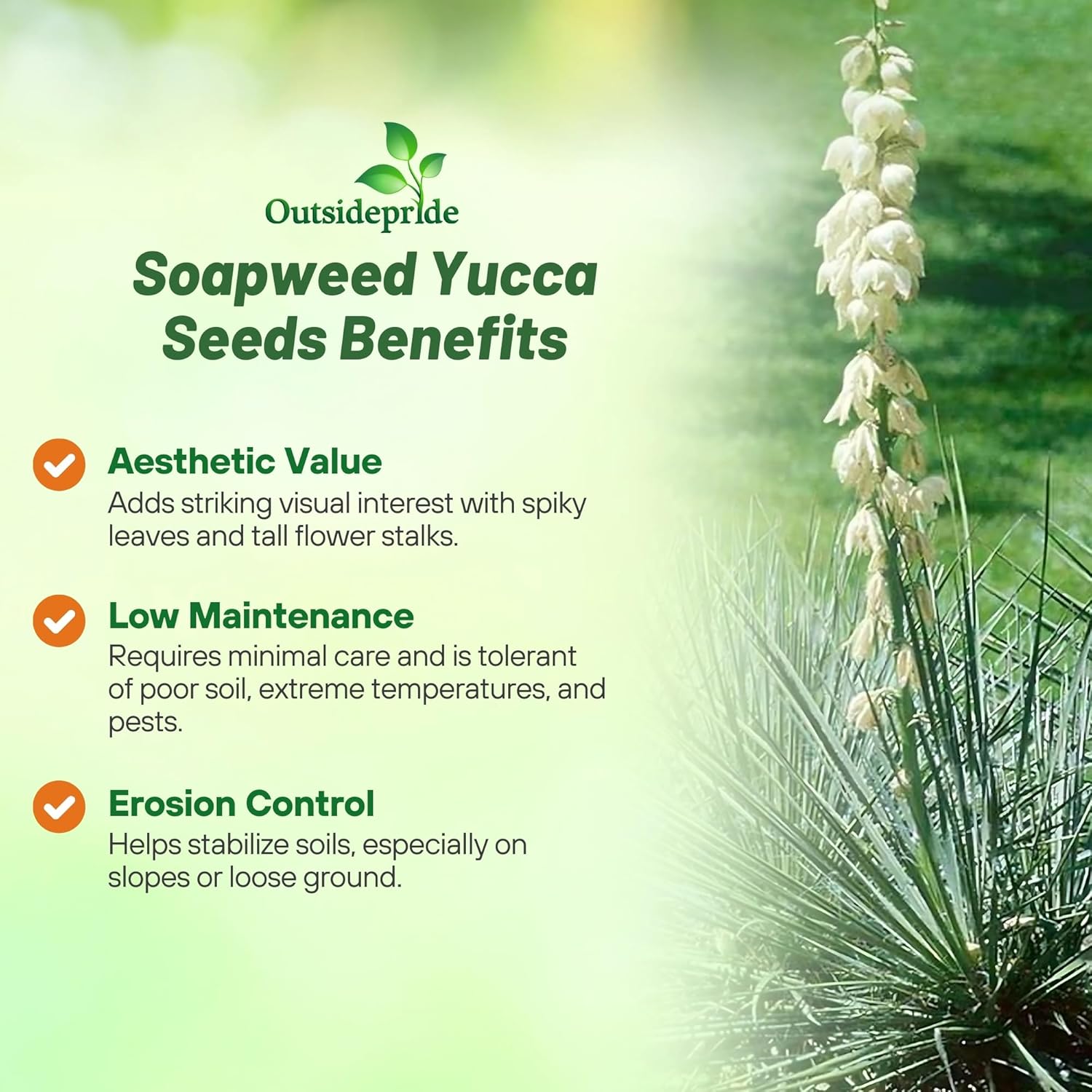 Drought and Cold Tolerant Soapweed Yucca