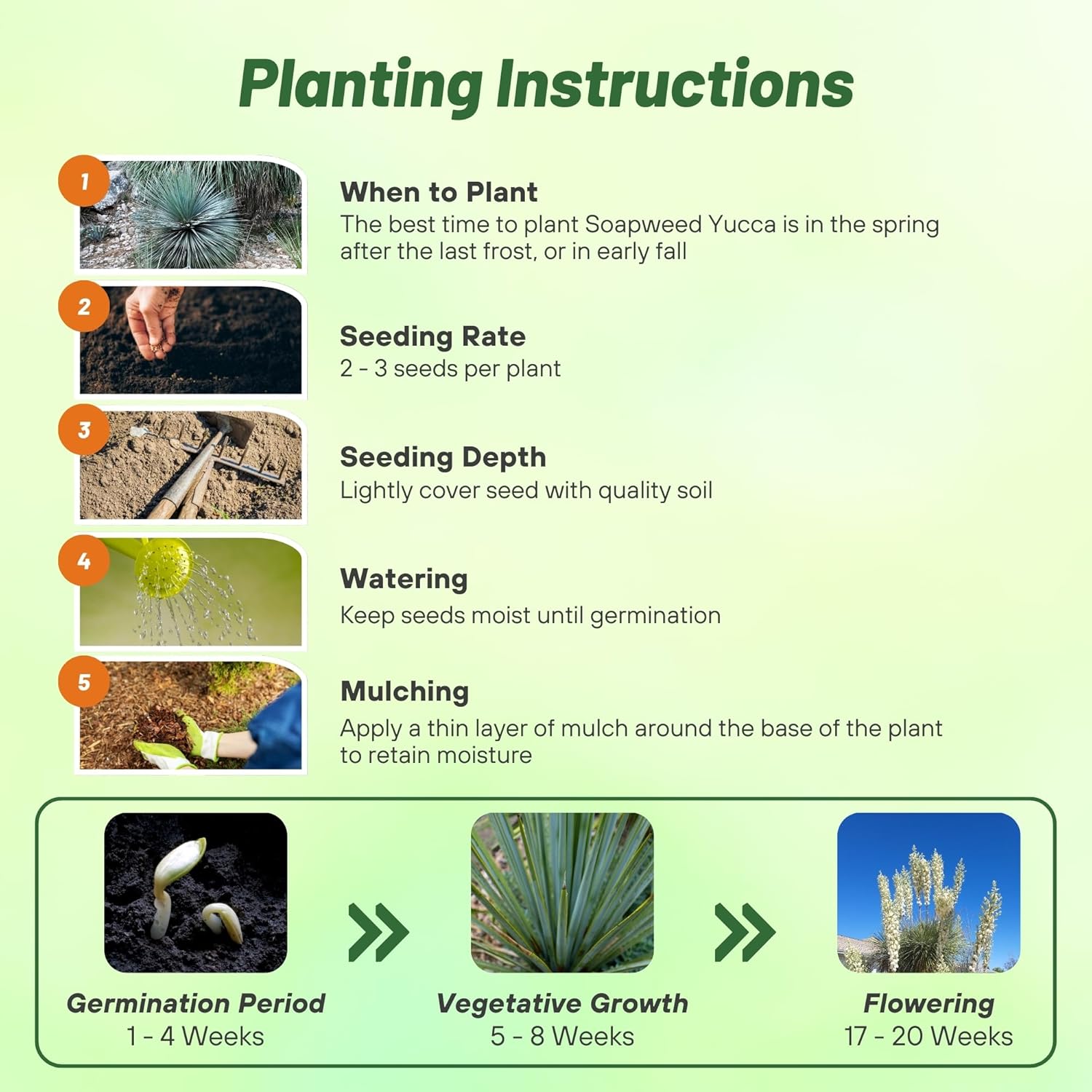 Soapweed Yucca Seed Planting Directions