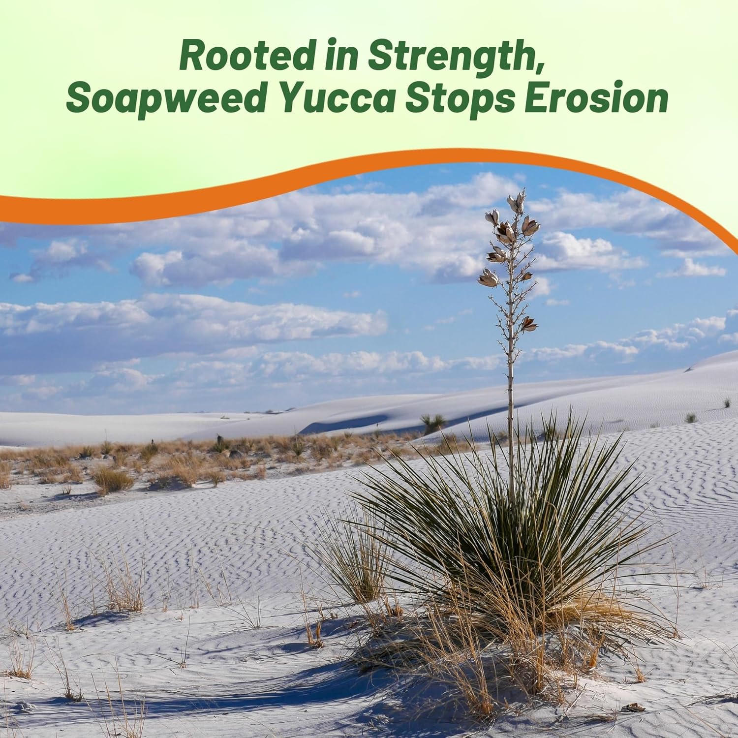 Soapweed Yucca For Hot Desert Climates
