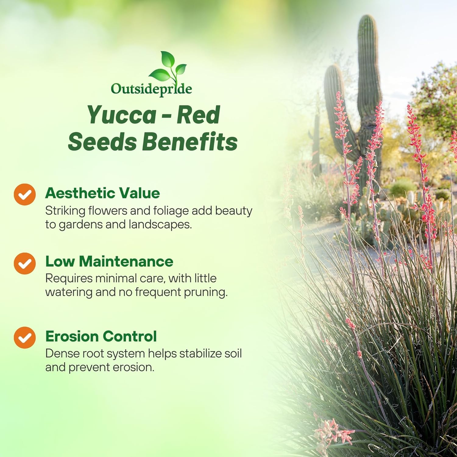Drought Tolerant Red Yucca