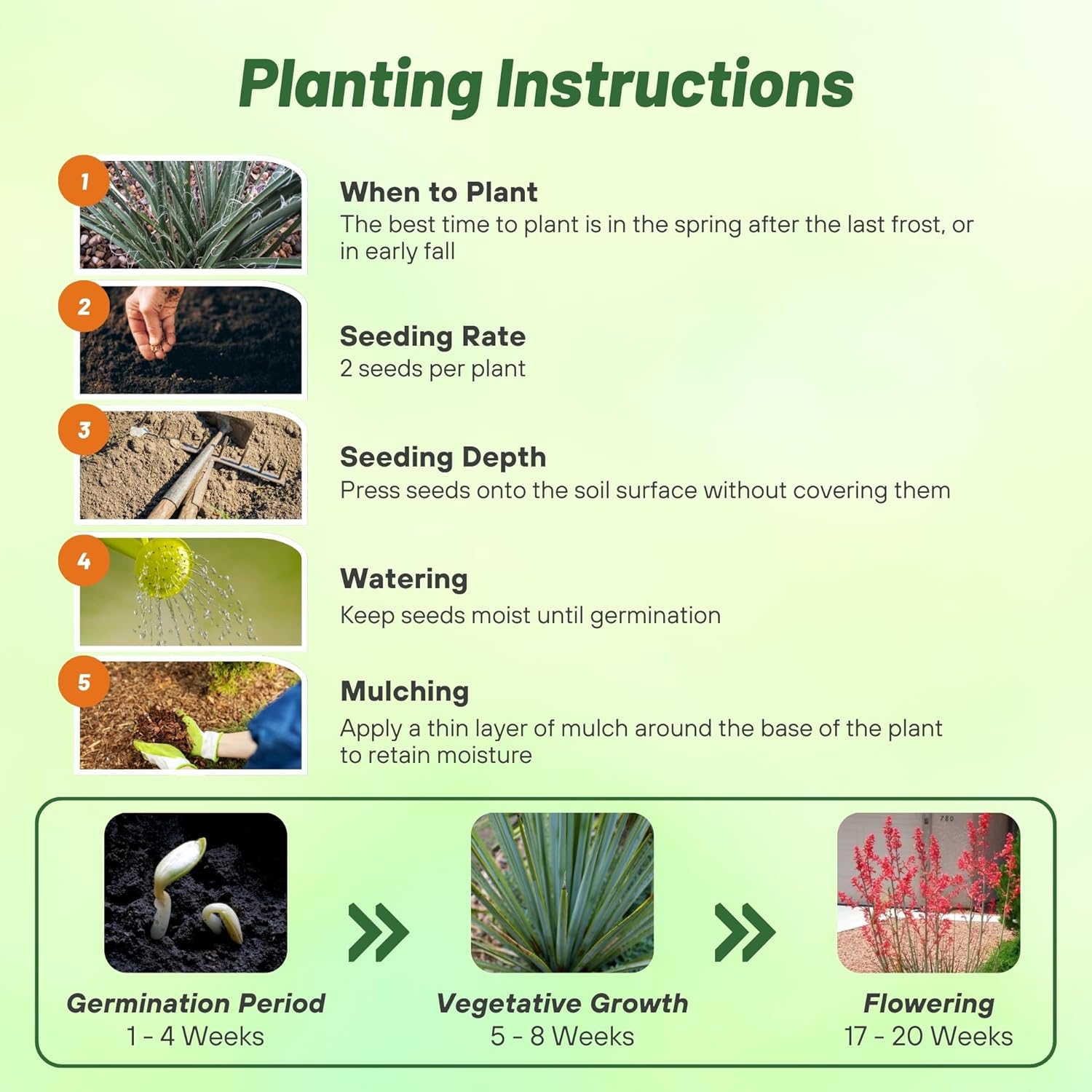Red Yucca Seed Planting Directions