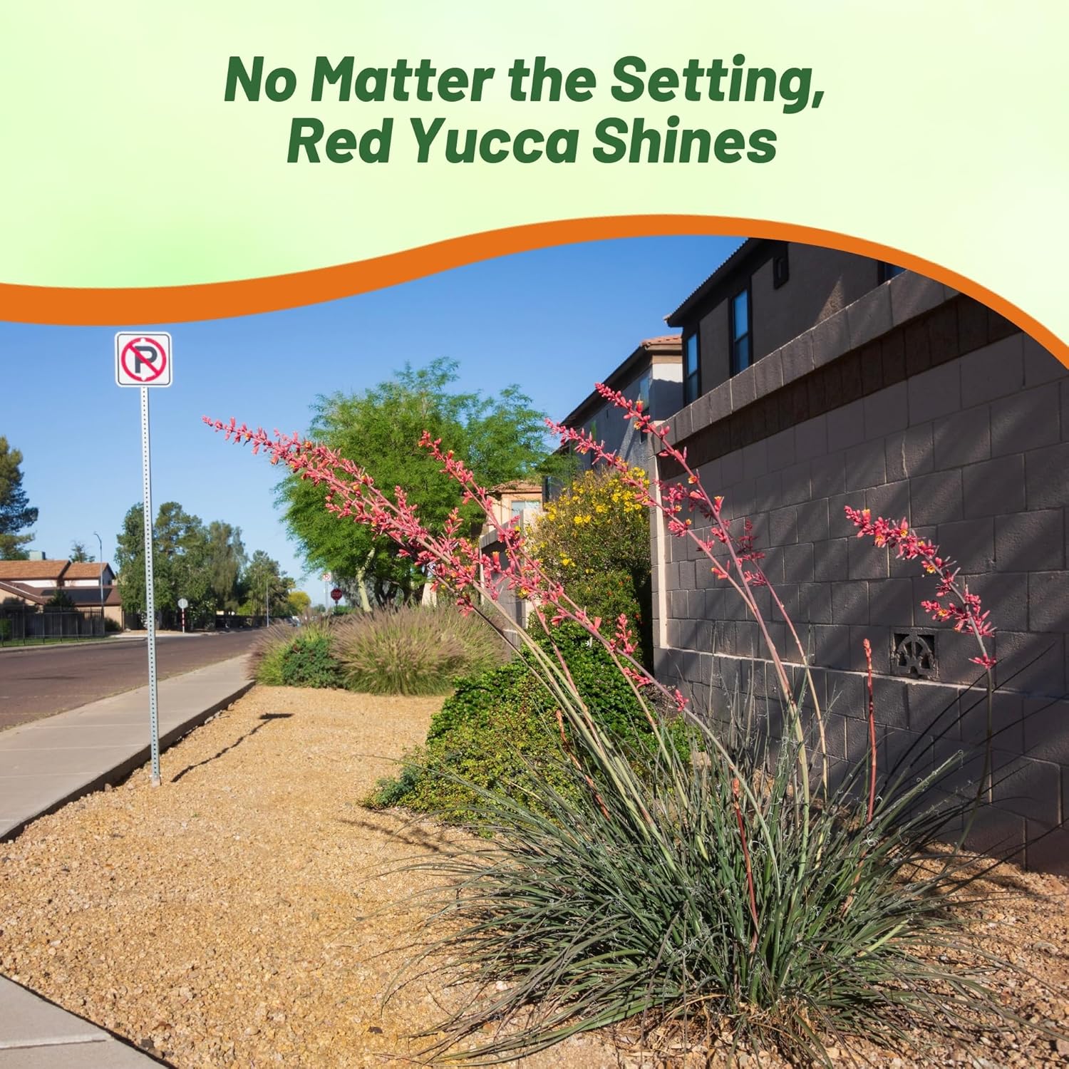 Red Yucca For Hot Desert Climates