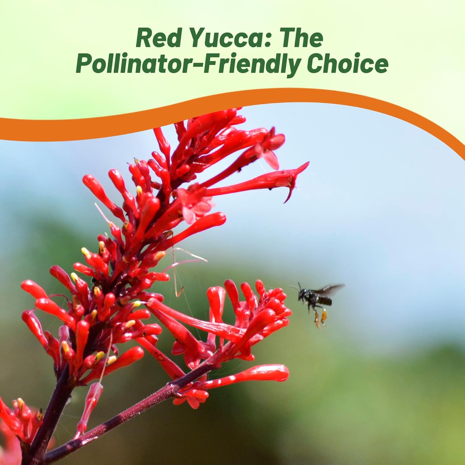 Heat Tolerant Red Yucca