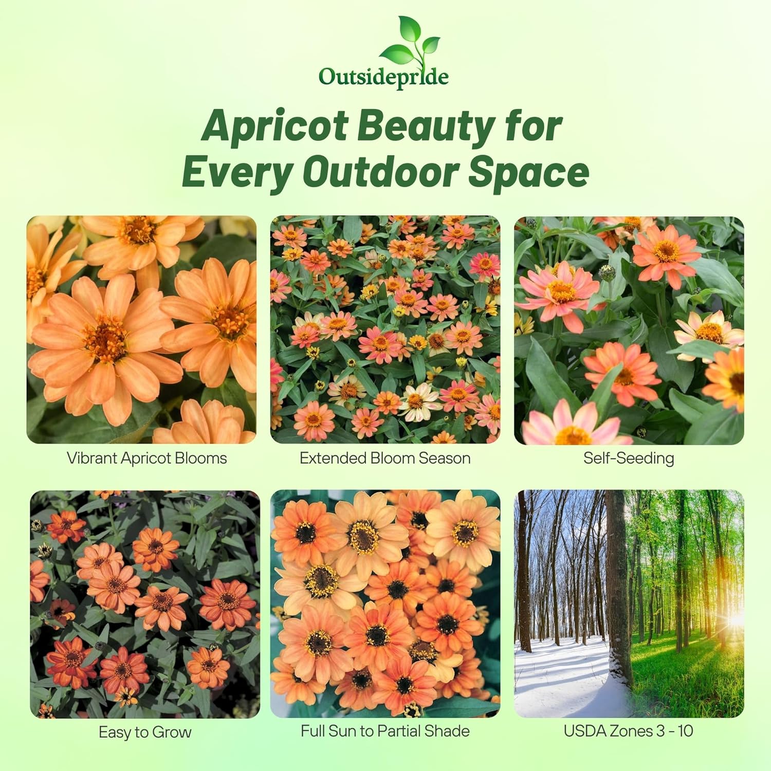Zinnia Flower Seeds Apricot Garden Flowers