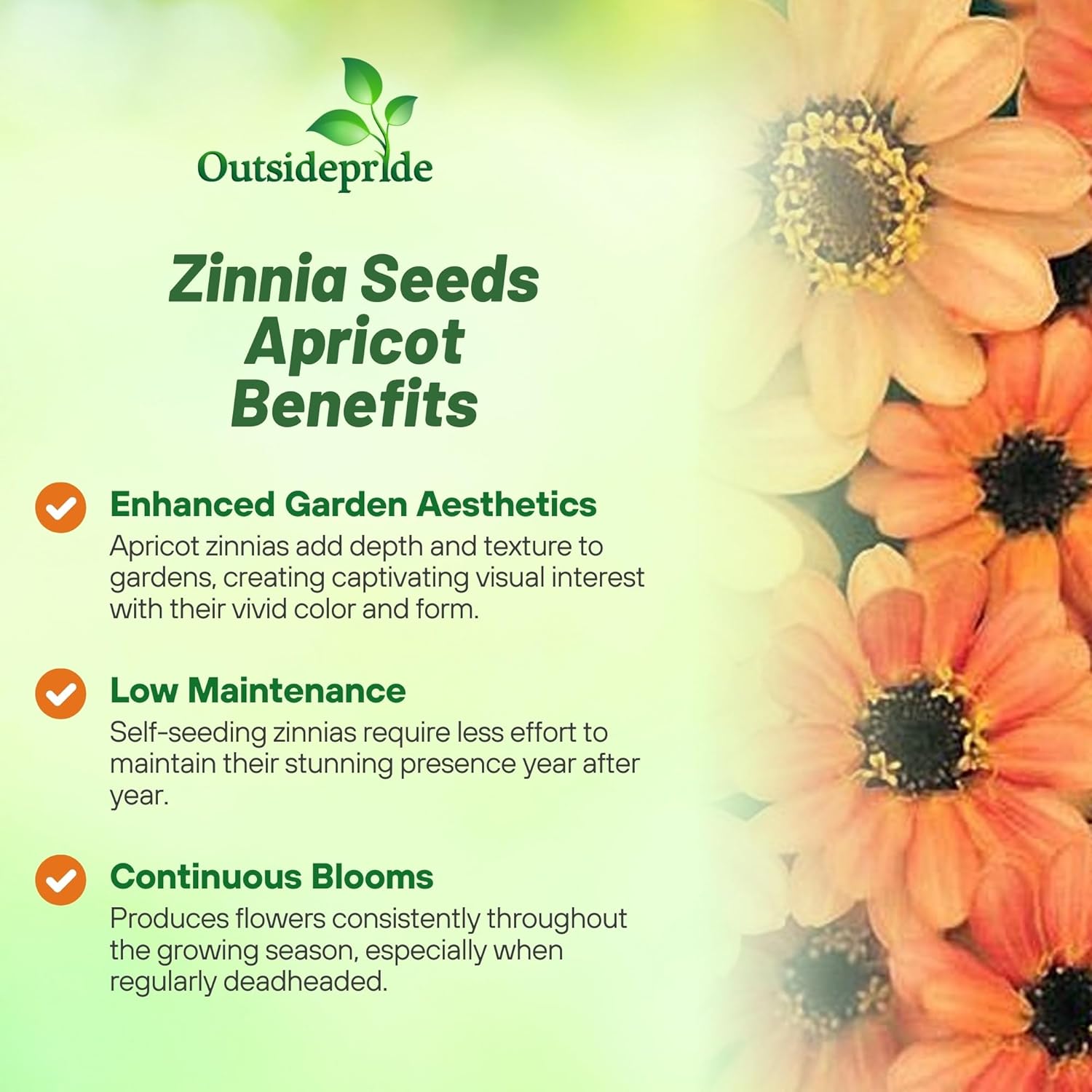 Zinnia Flower Seeds Apricot Flowers