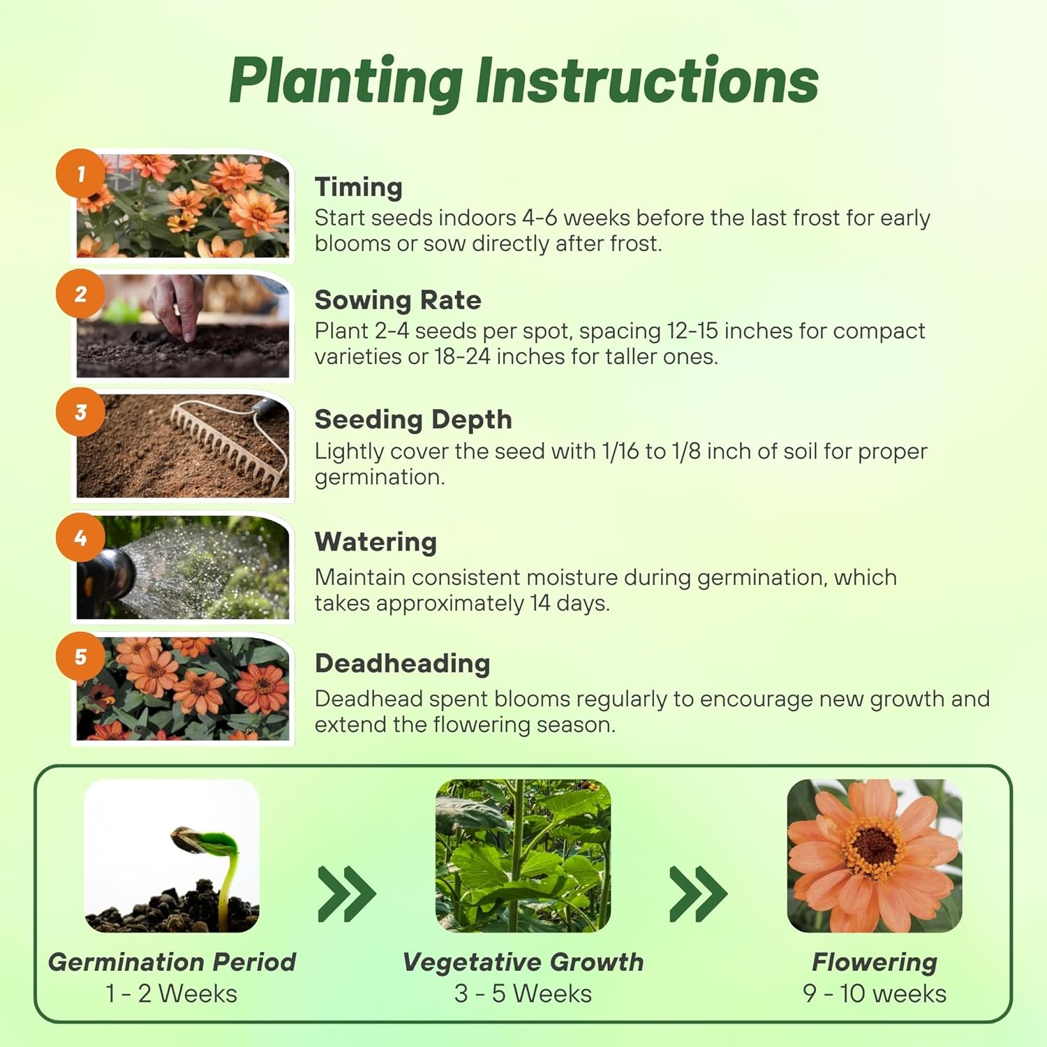 Zinnia Apricot Planting Directions