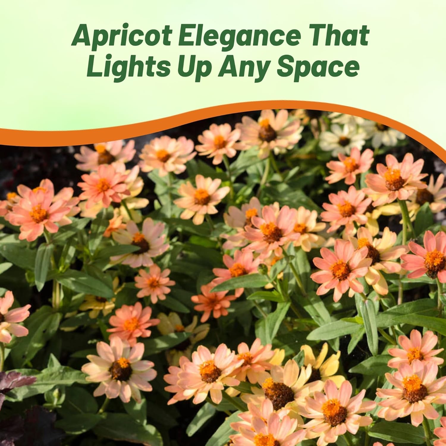 Zinnia Apricot Flower Garden