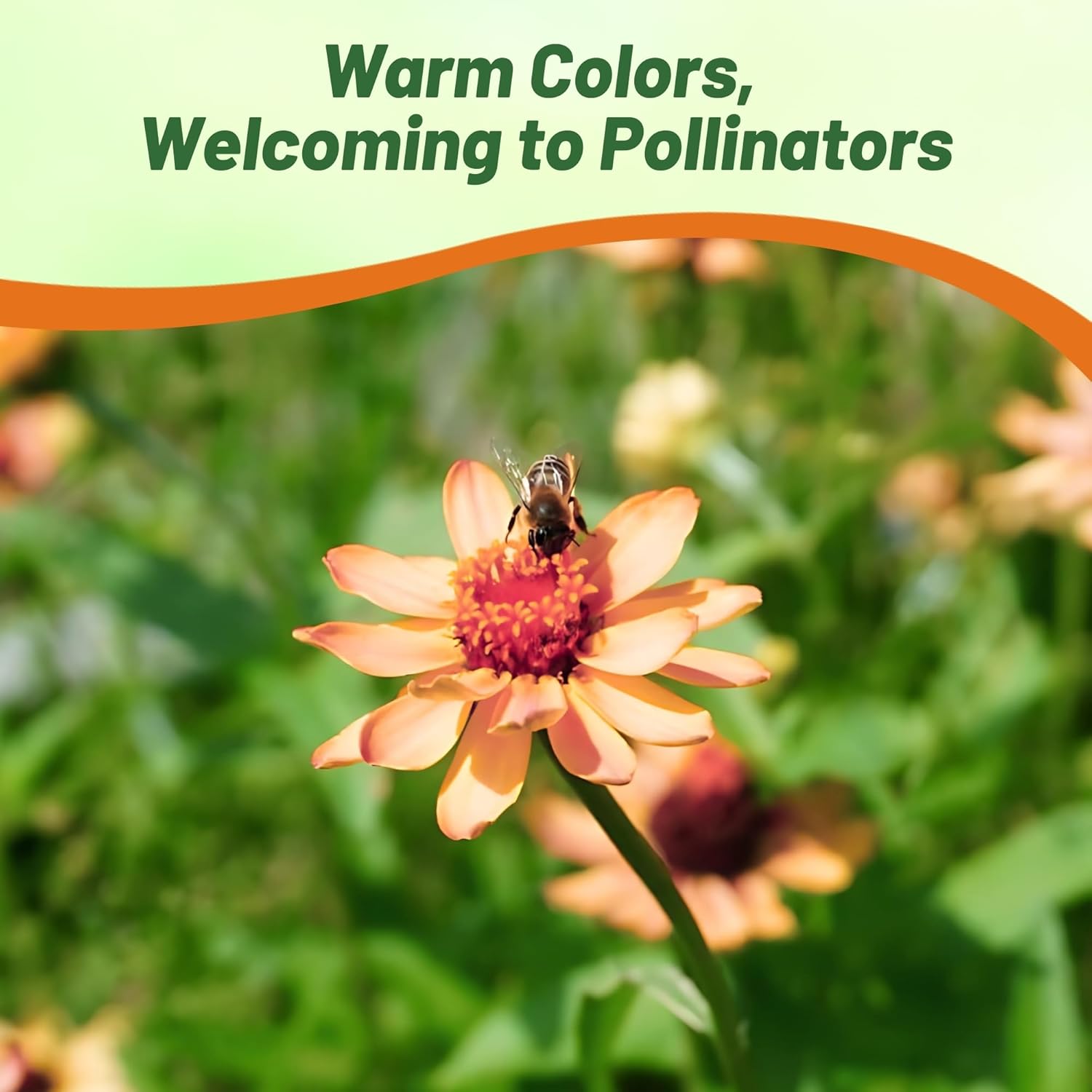 Zinnia Profusion Flower Seeds Apricot