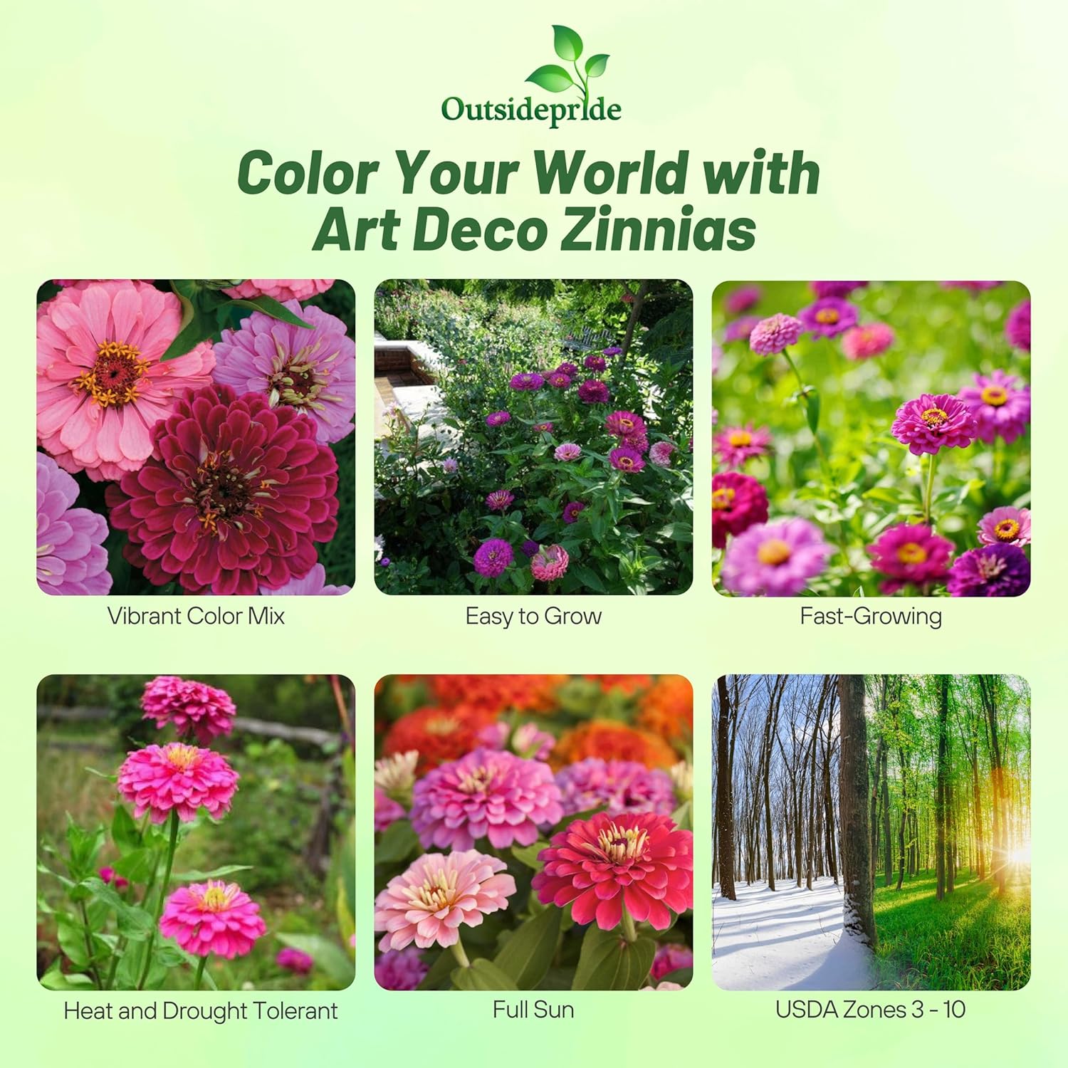 Zinnia Art Deco Planting Directions