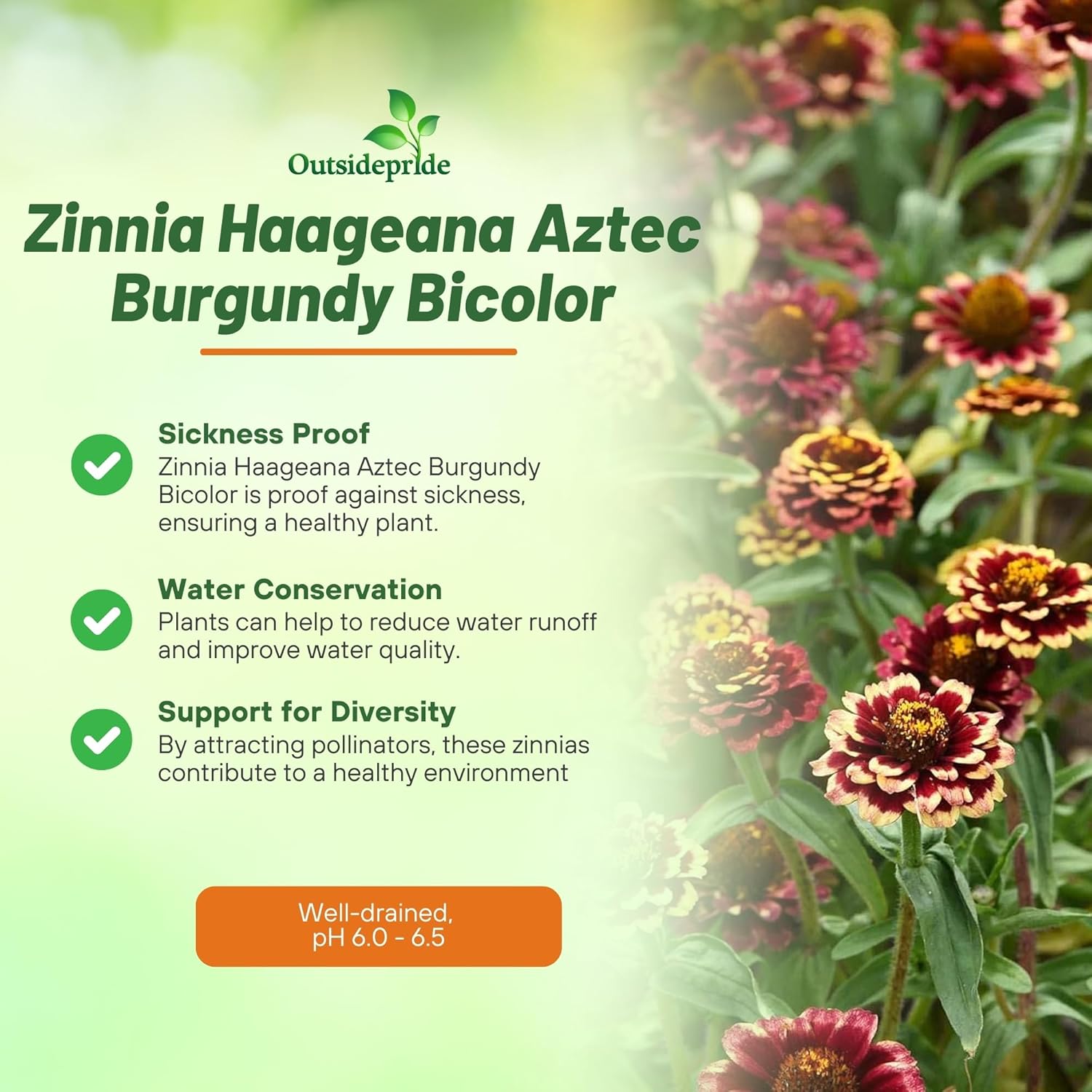Zinnia Aztec Burgundy Flower Seeds