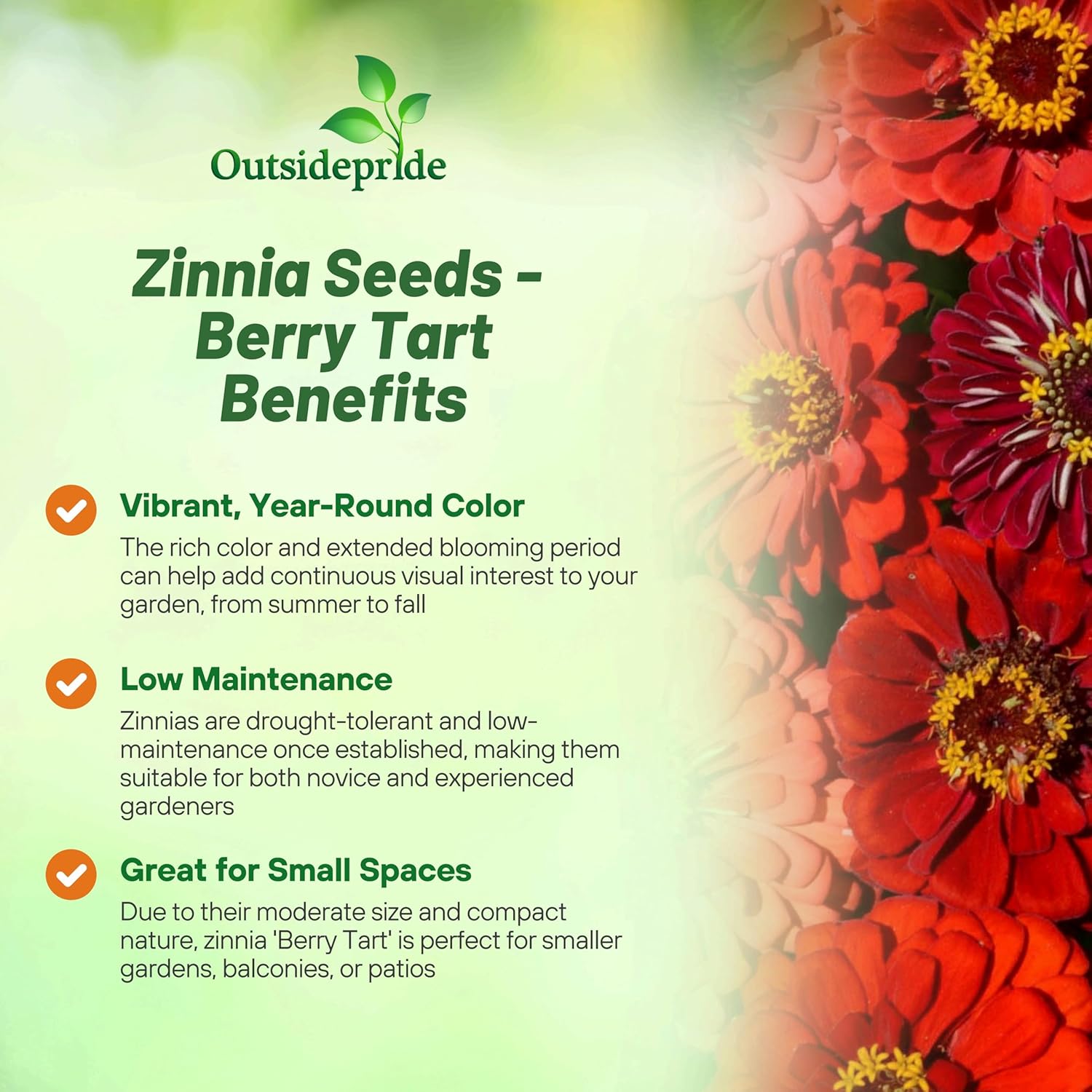 Zinnia Berry Tart Flower Seed Mix