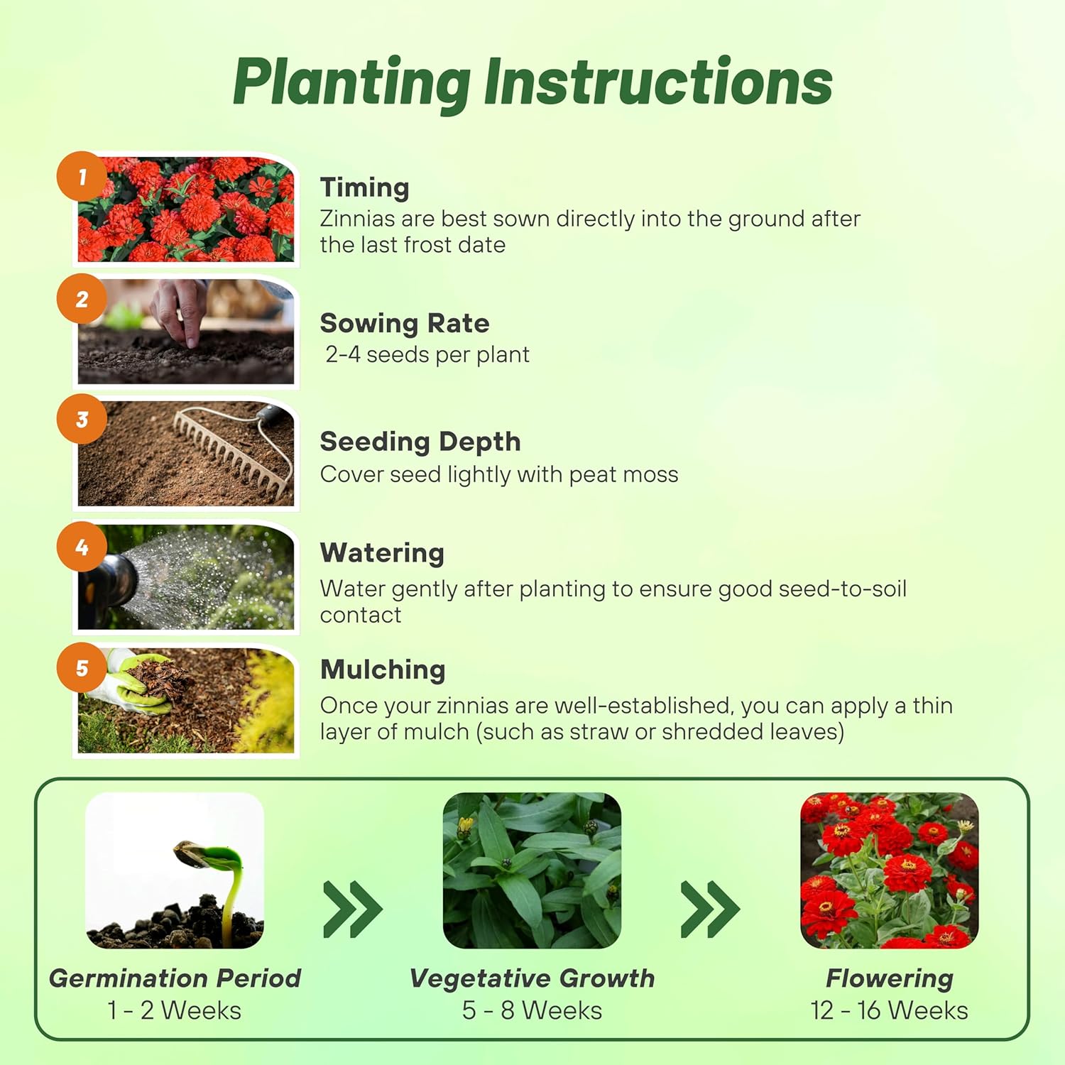 Zinnia Berry Tart Planting Diredtions