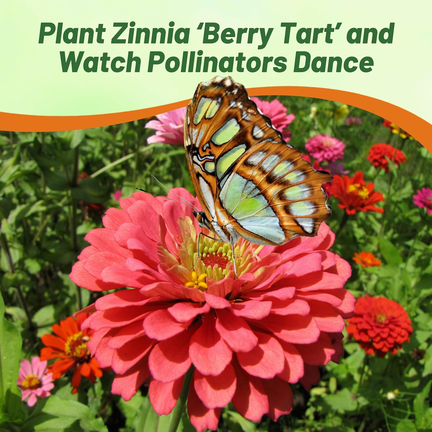 Zinnia Berry Tart Flower Garden