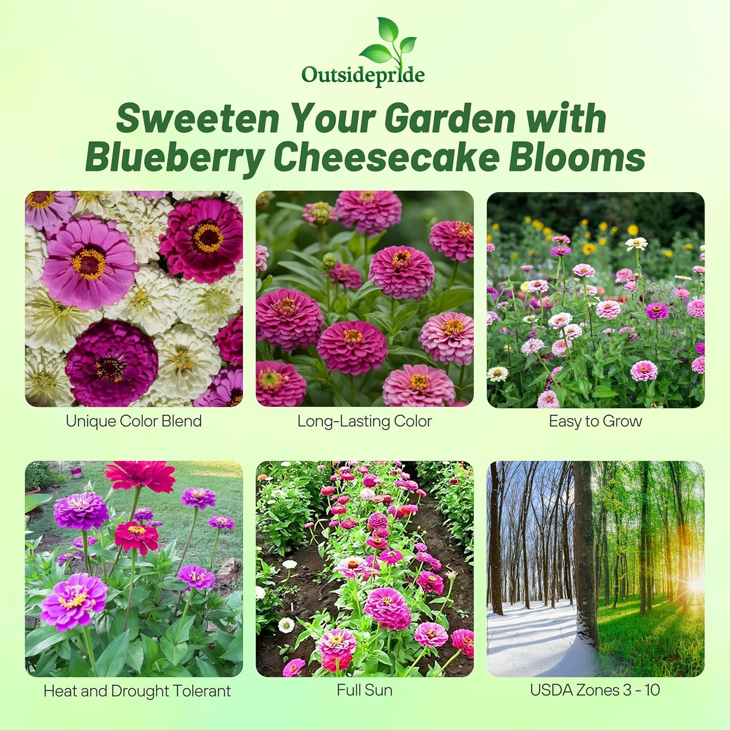 Zinnia Blueberry Cheesecake Planting Directions