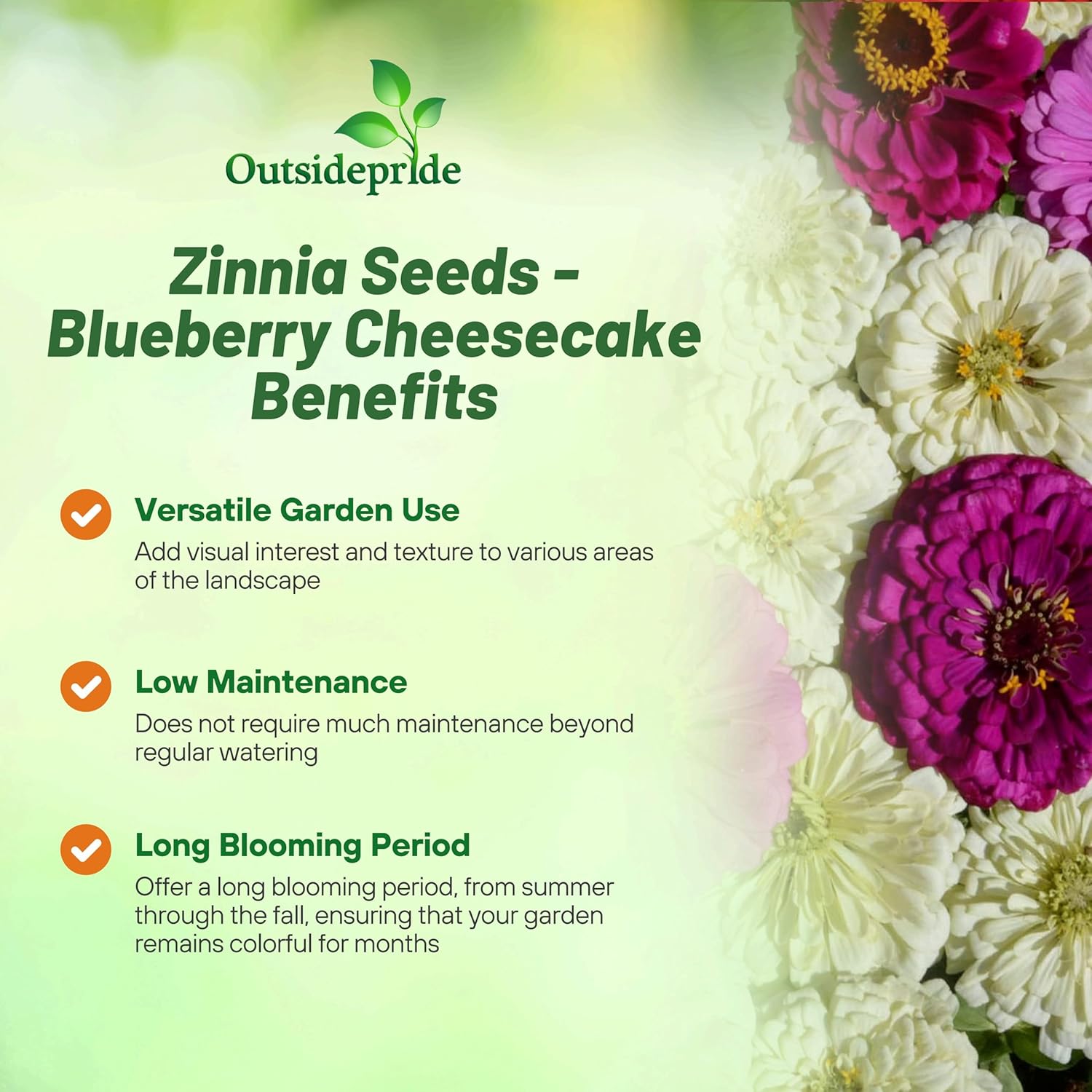 Zinnia Blueberry Cheesecake Flower Seed Mix