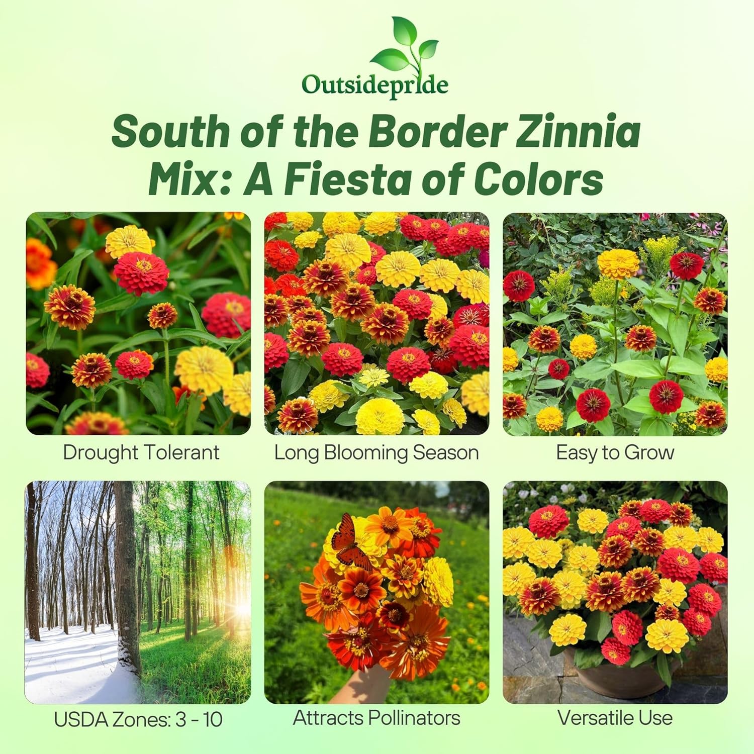 Zinnia South of the Border Garden Mix