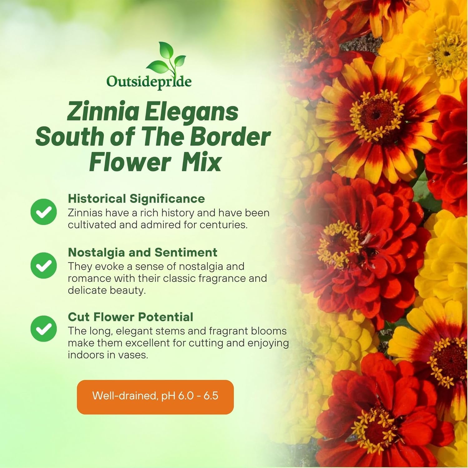 Zinnia South of the Border Flower Mixture