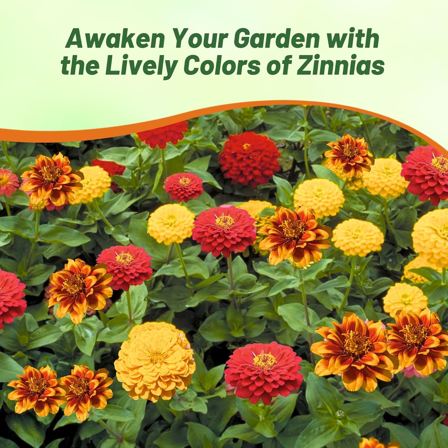 Zinnia South of the Border Seed Mixture