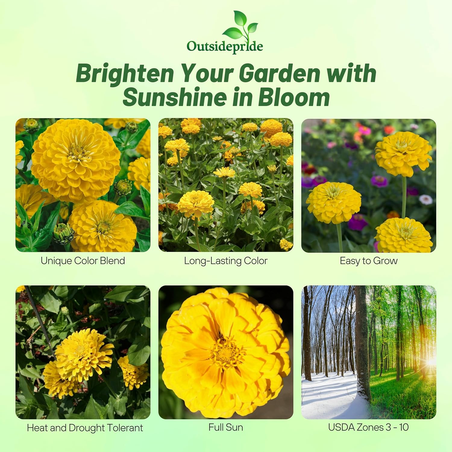 Zinnia Yellow Flowered Canary Bird