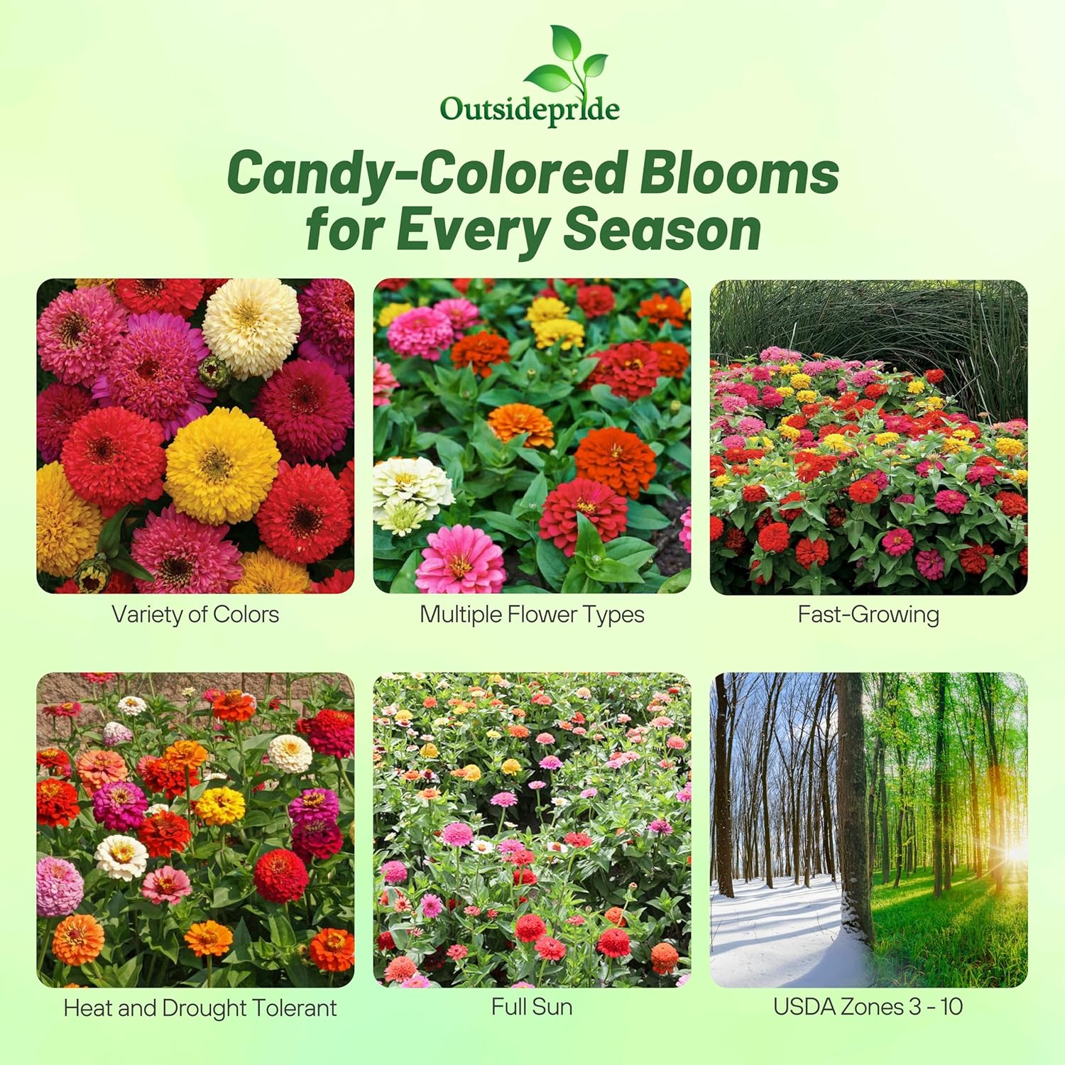 Zinnia Candy Flower Seed Planting Directions