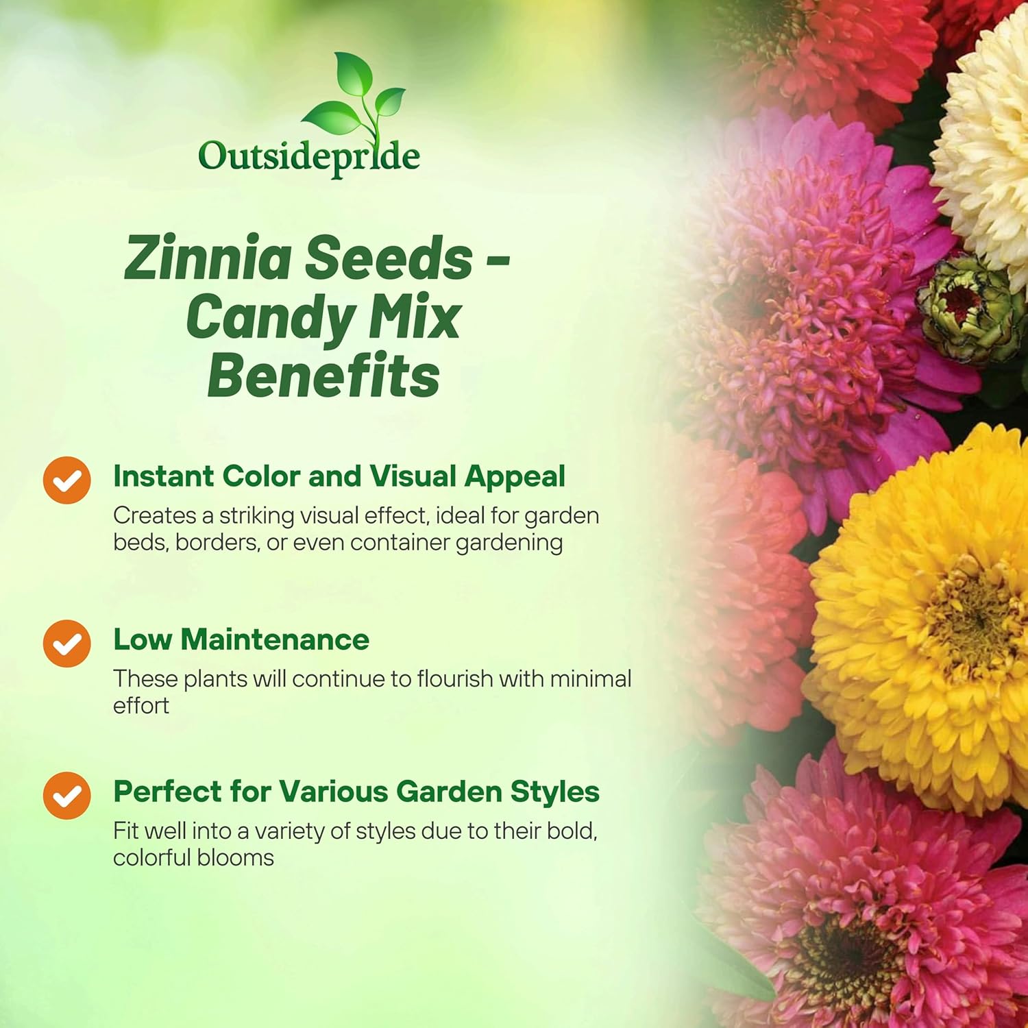 Zinnia Candy Drought Tolerant Mix