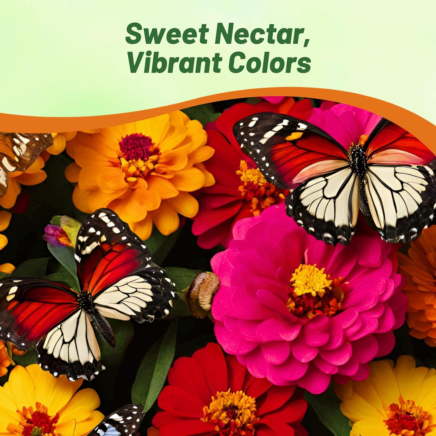Zinnia Candy Flower Garden Seeds