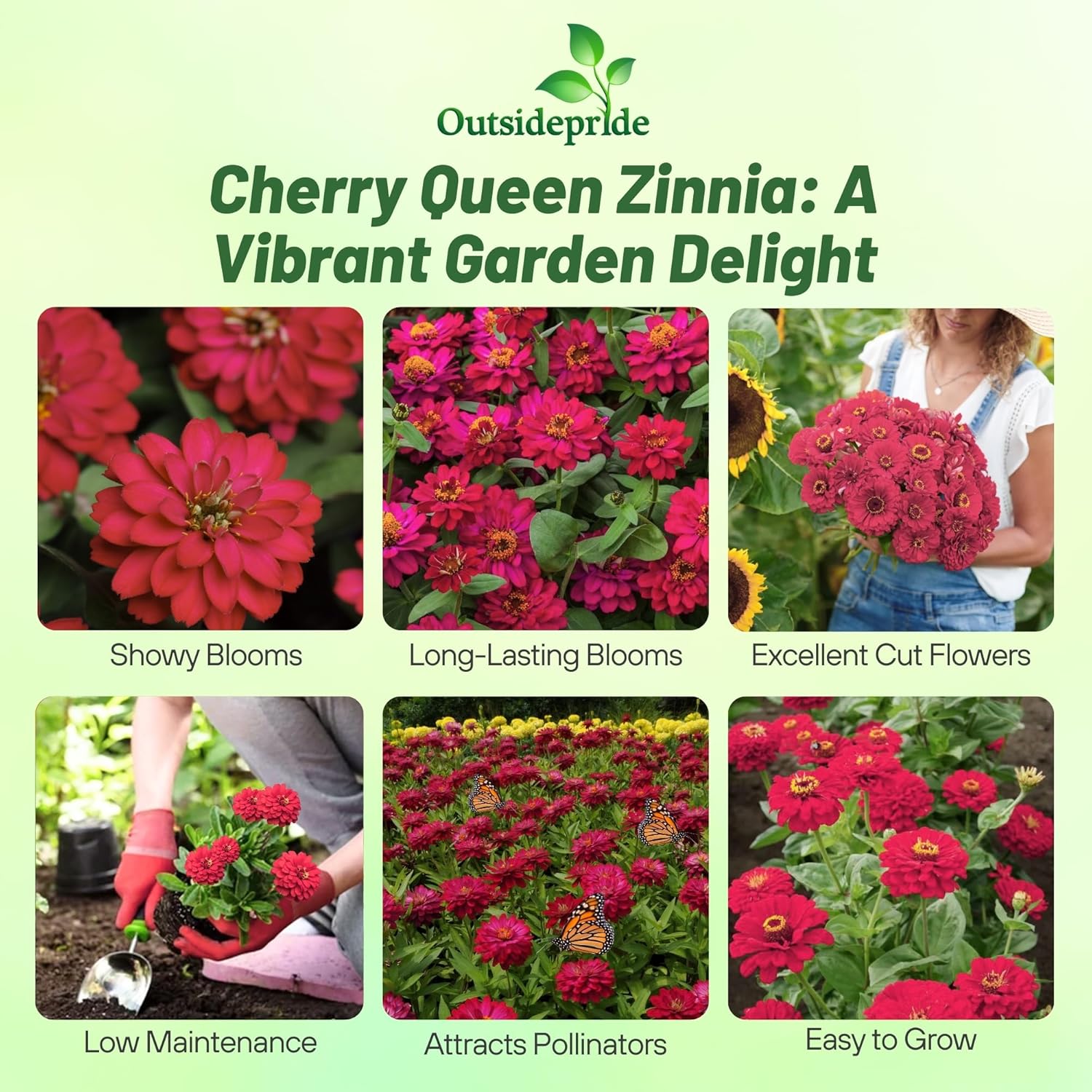 Zinnia Cherry Queen