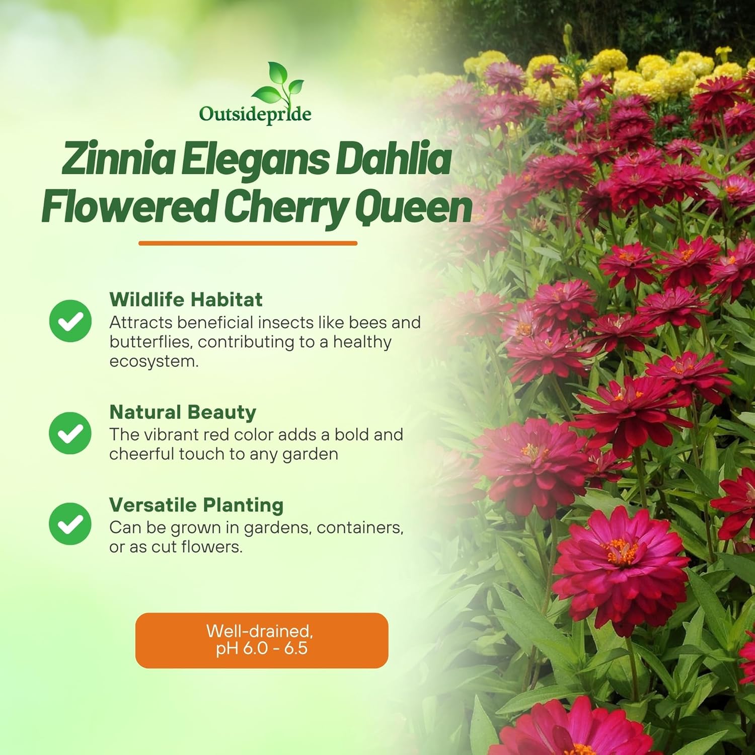 Zinnia Dahlia Flowered Cherry Queen Flowers