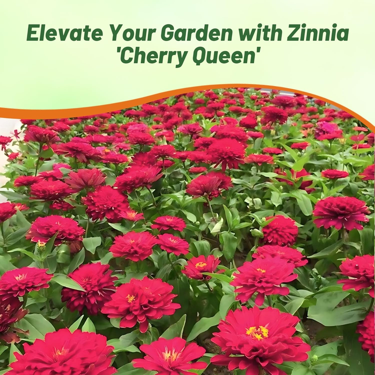 Zinnia Elegans Dahlia Flowered Cherry Queen Flowers