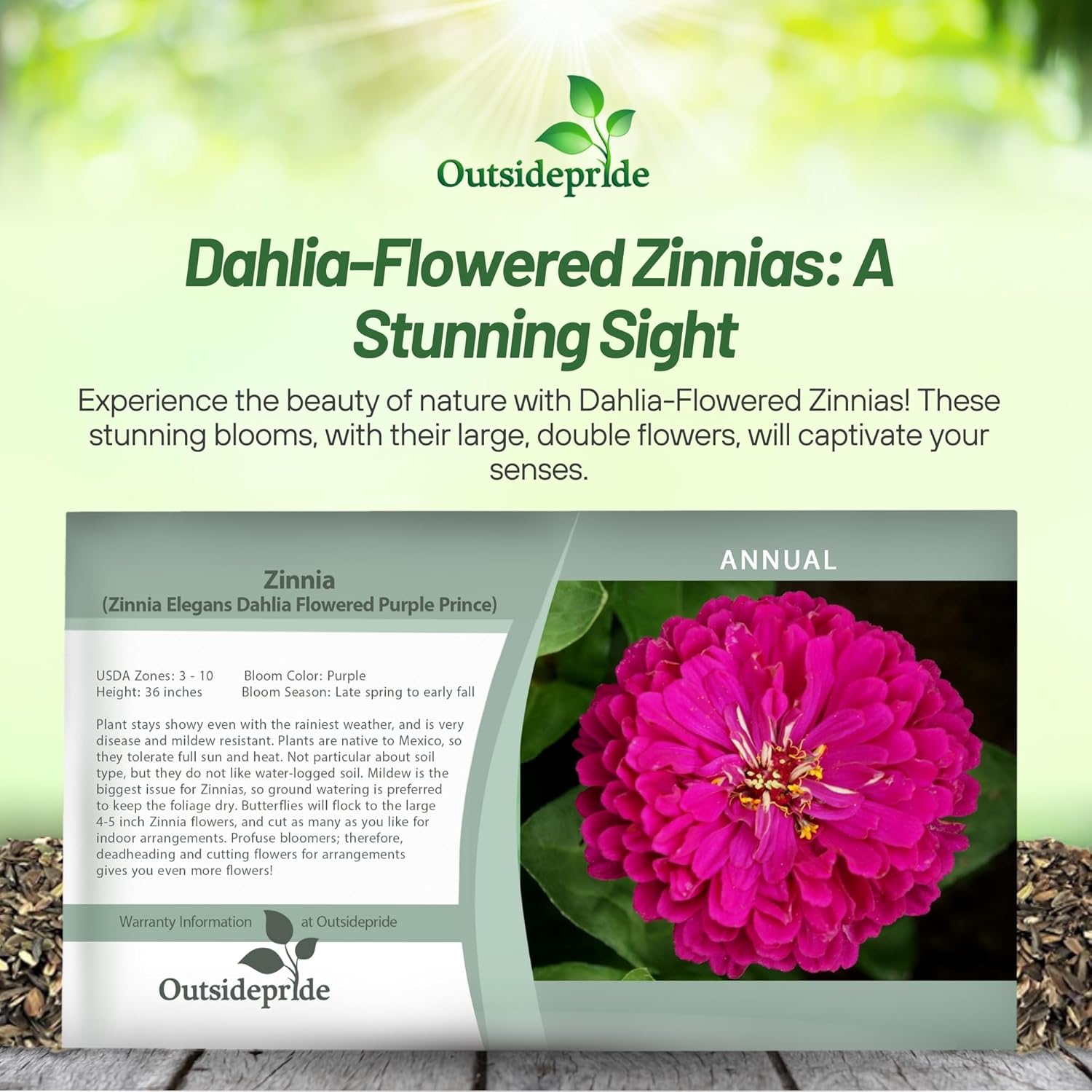 Zinnia Purple Prince Seed Packet