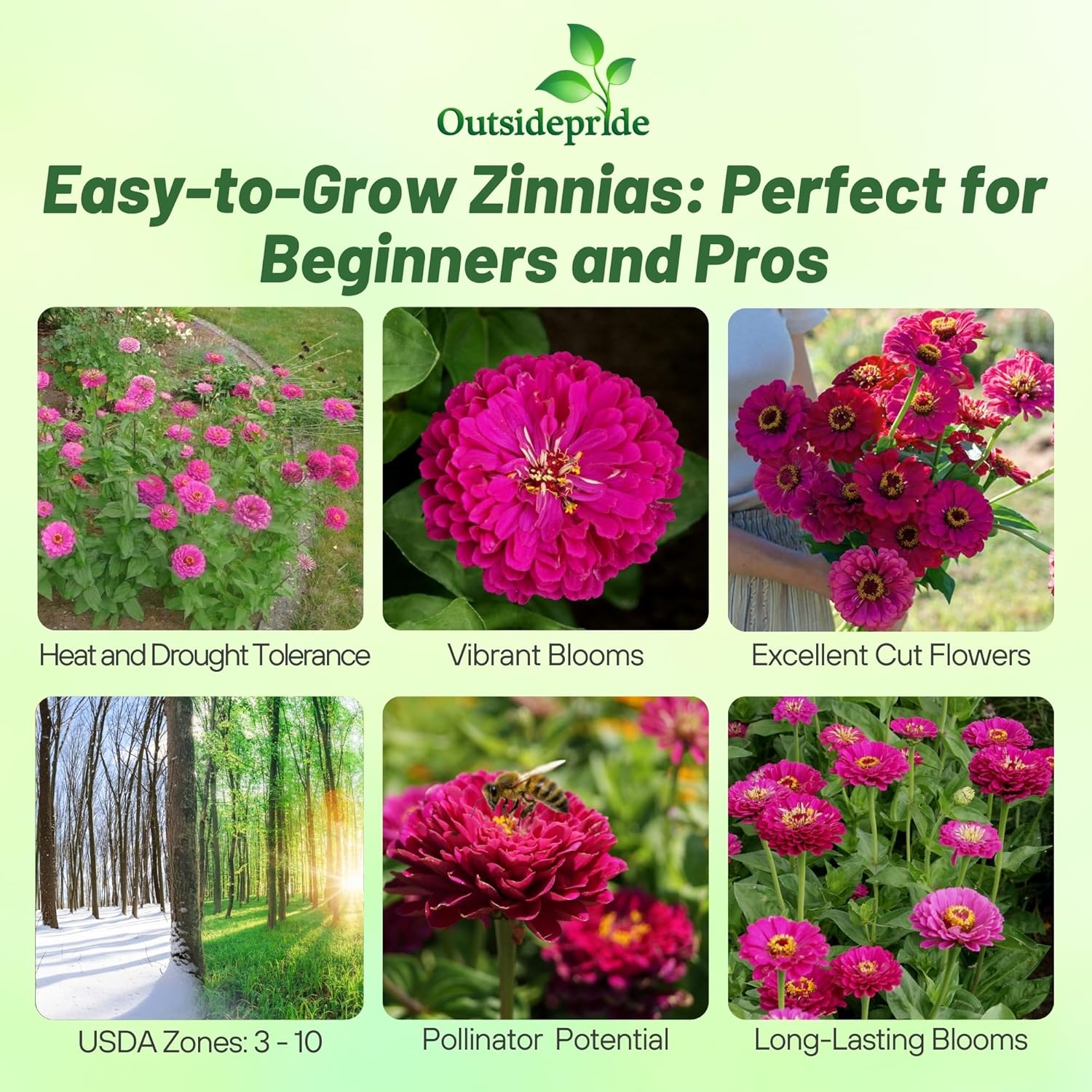 Zinnia Dahlia Flowered Purple Flowers
