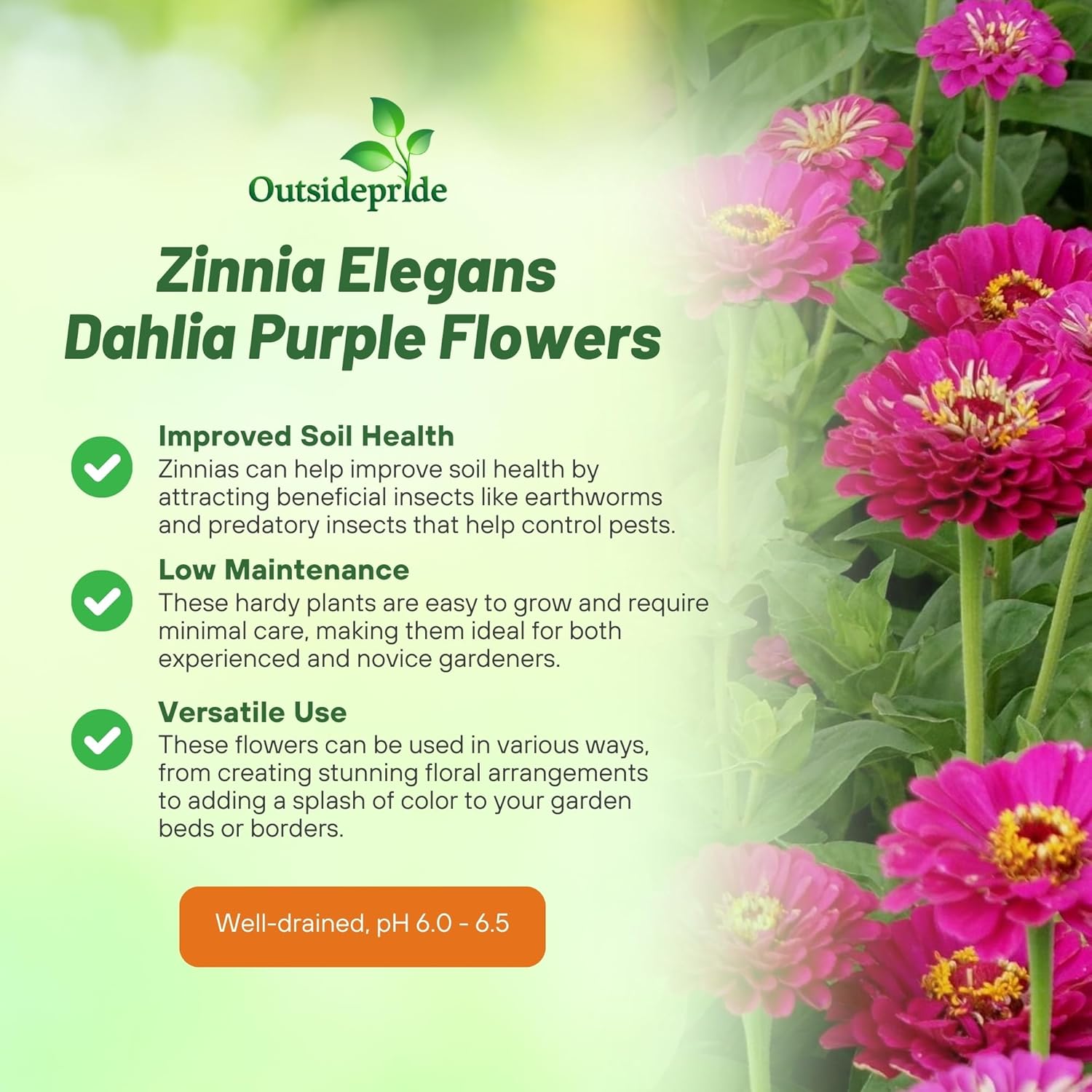 Zinnia Dahlia Purple Prince