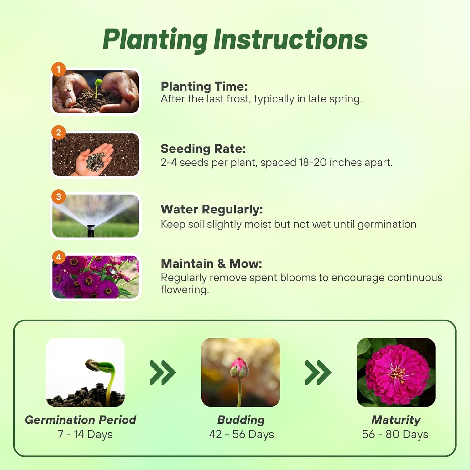 Zinnia Purple Prince Planting Directions