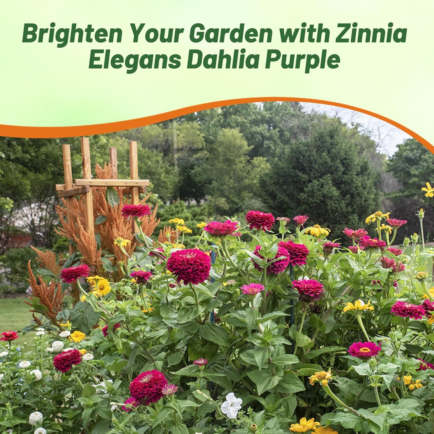 Zinnia Dahlia Flowered Purple Prince Flower Garden