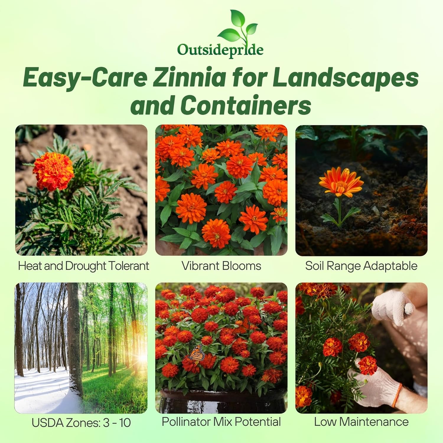 Zinnia Zahara Fire Planting Directions