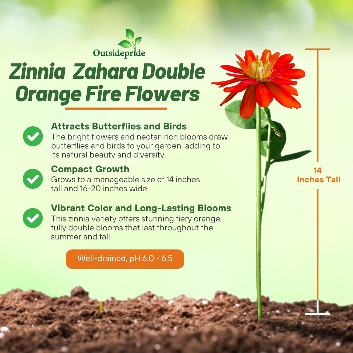 Zinnia Zahara Fire Drought Tolerant