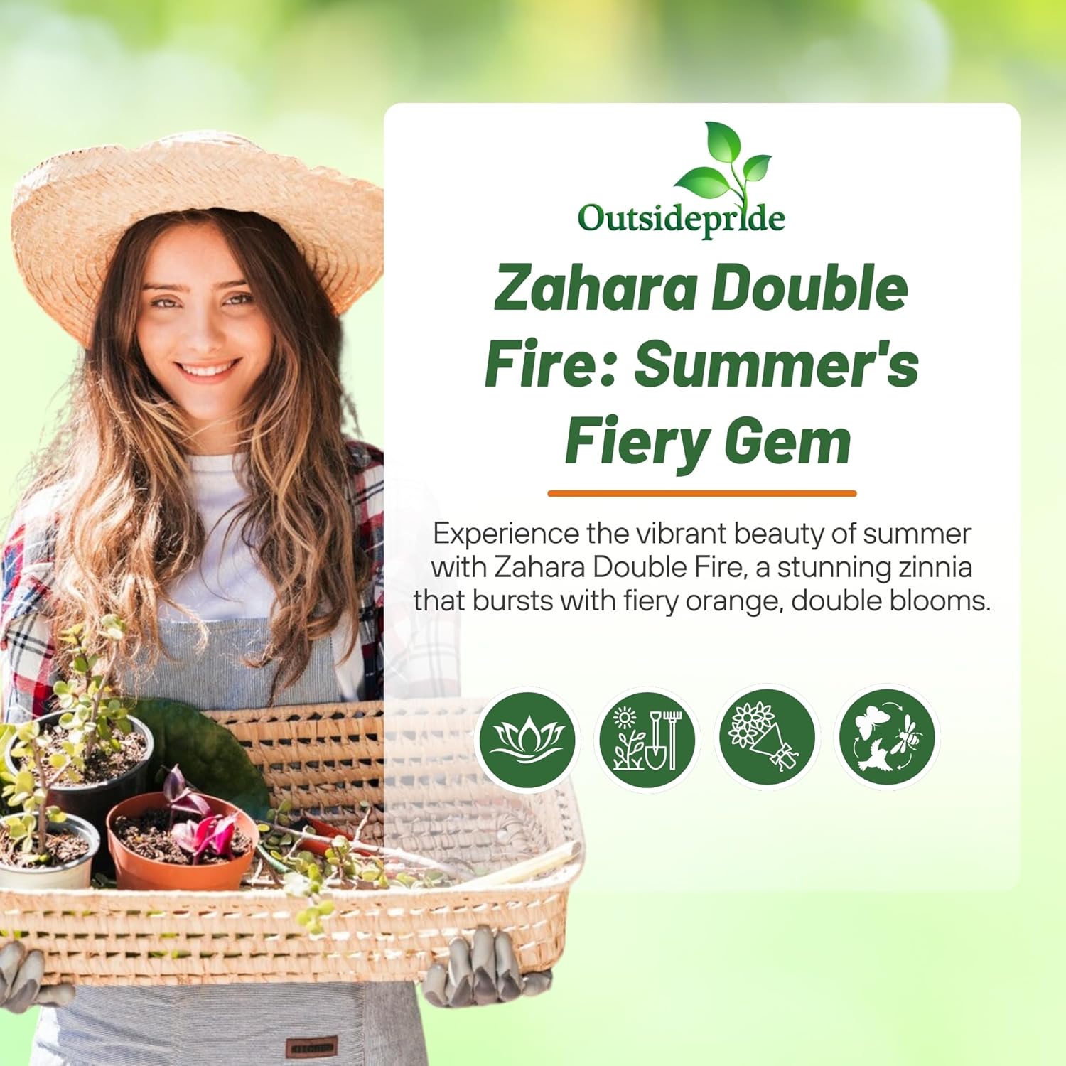 Zinnia Zahara Fire Container Plant