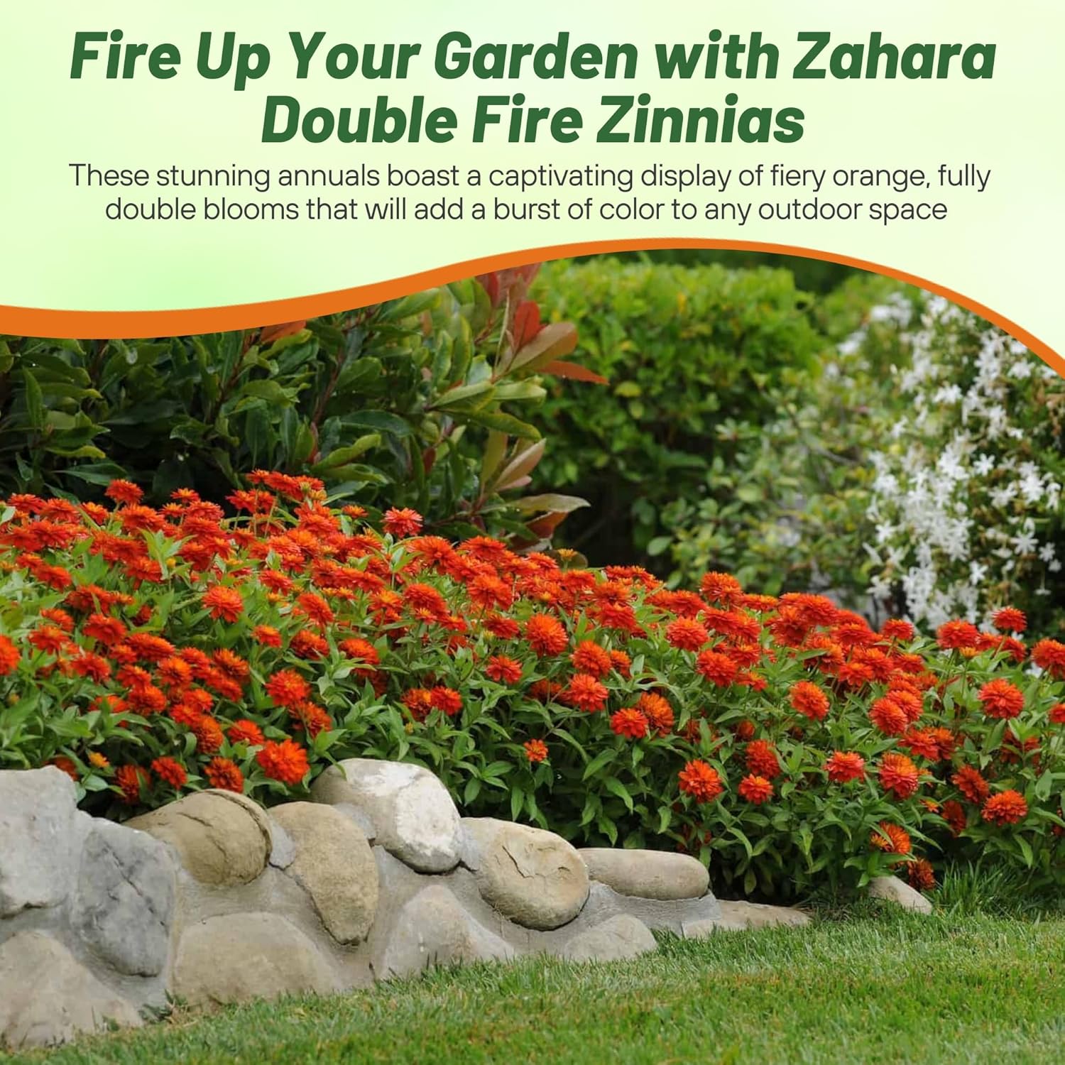 Zinnia Zahara Flower Beds