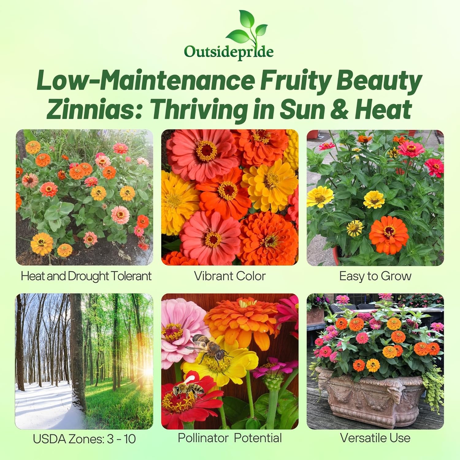 Zinnia Fruity Beauty Flower Seed Mixture