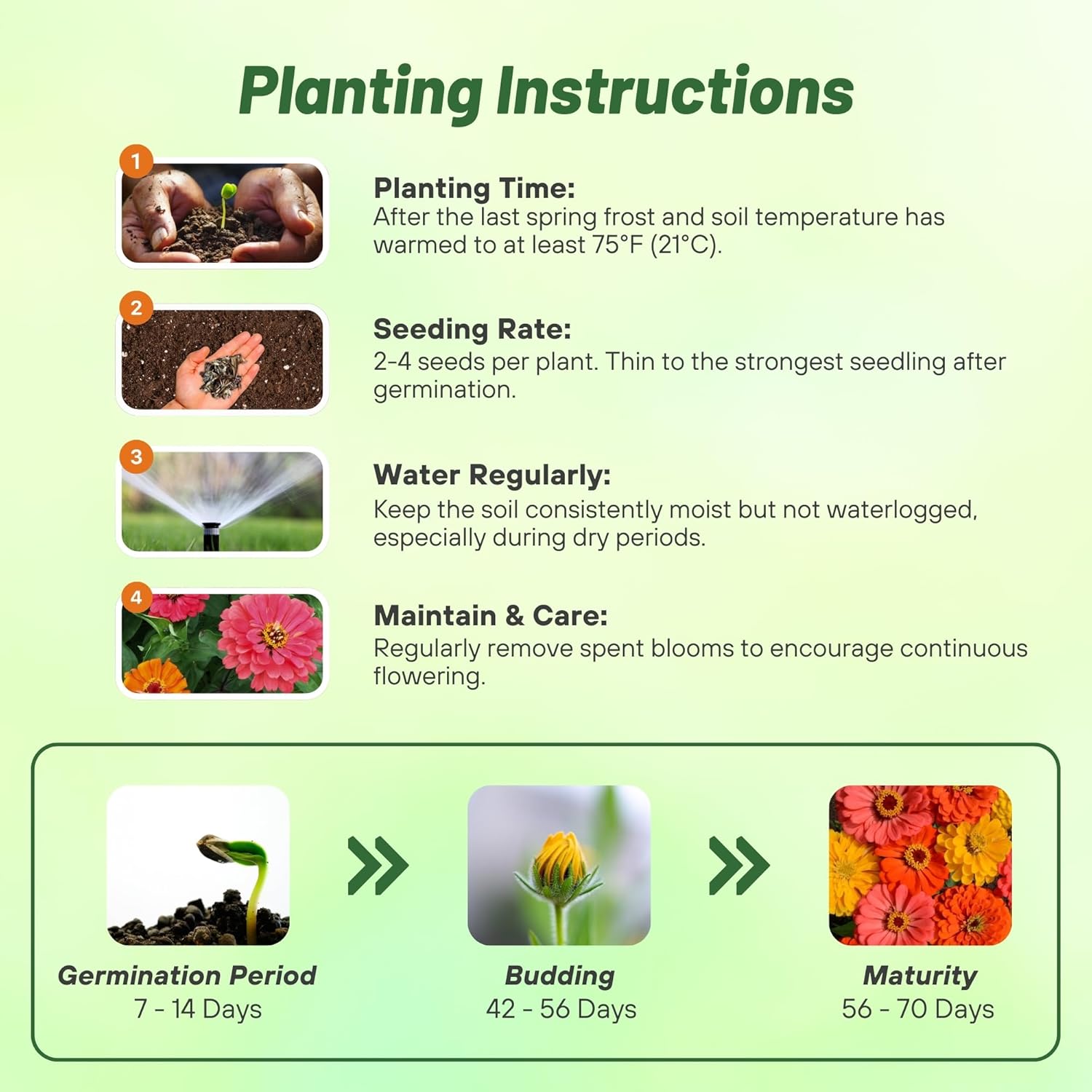 Zinnia Fruity Beauty Planting Directions