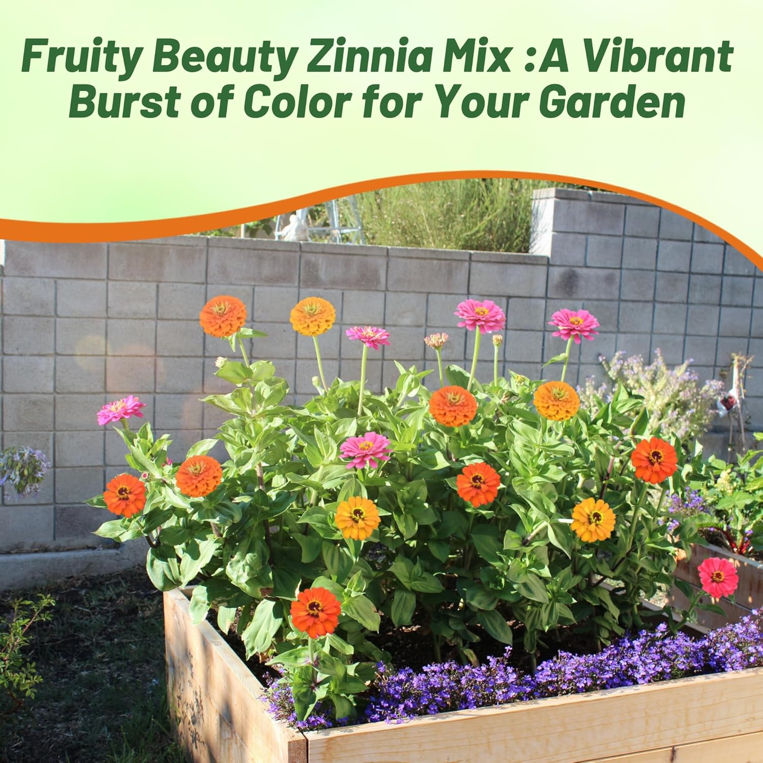 Zinnia Fruity Beauty Flower Garden