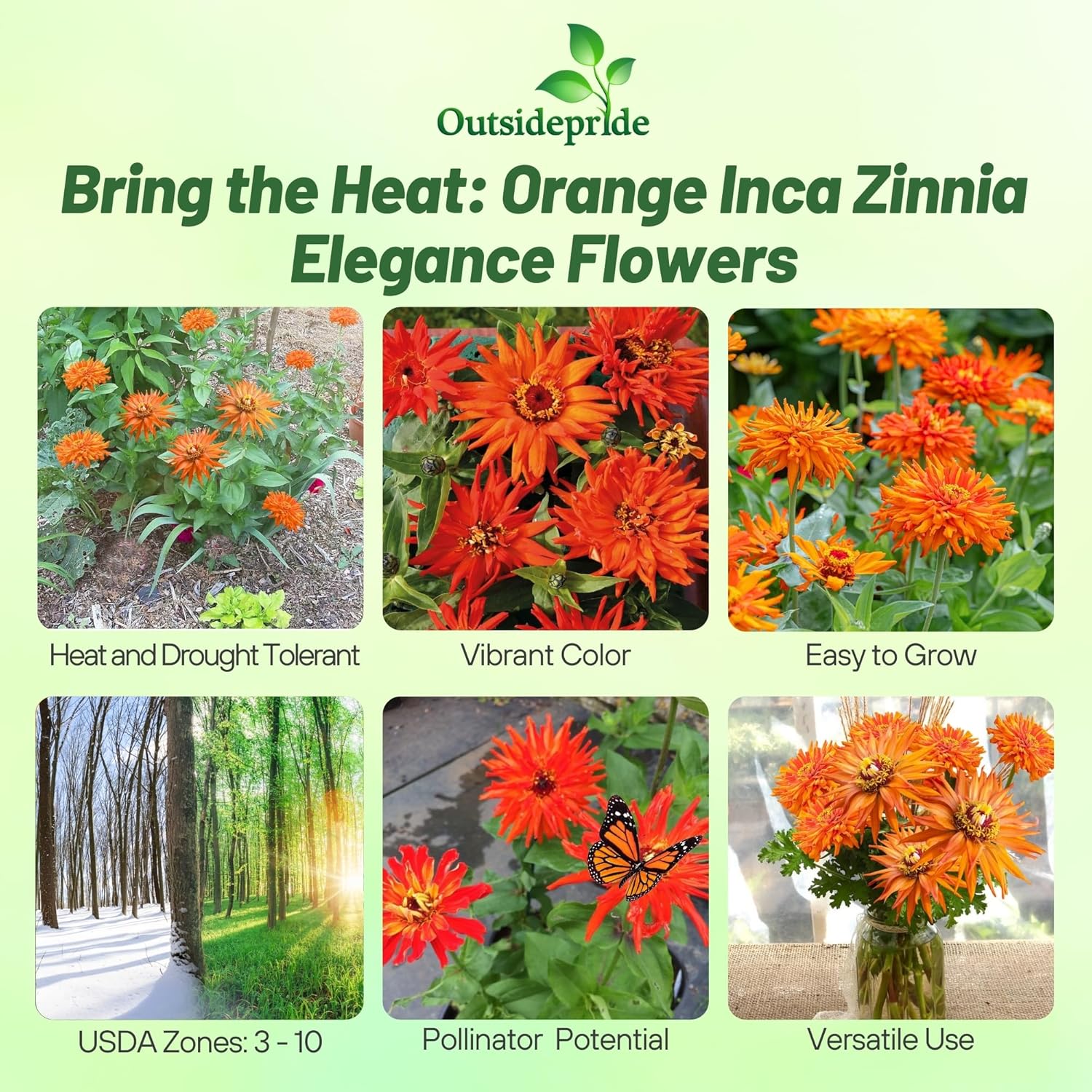 Zinnia Inca Orange Flowers